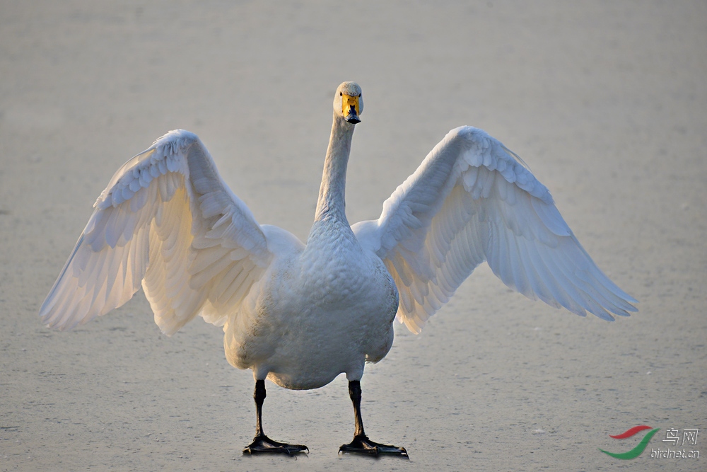 天鹅展翅