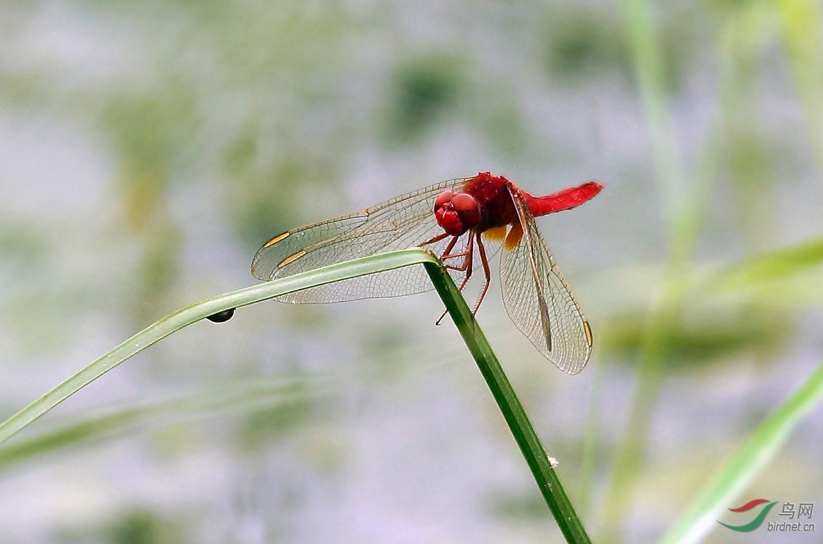 昆虫也发一组蜻蜓引发小时候的回忆