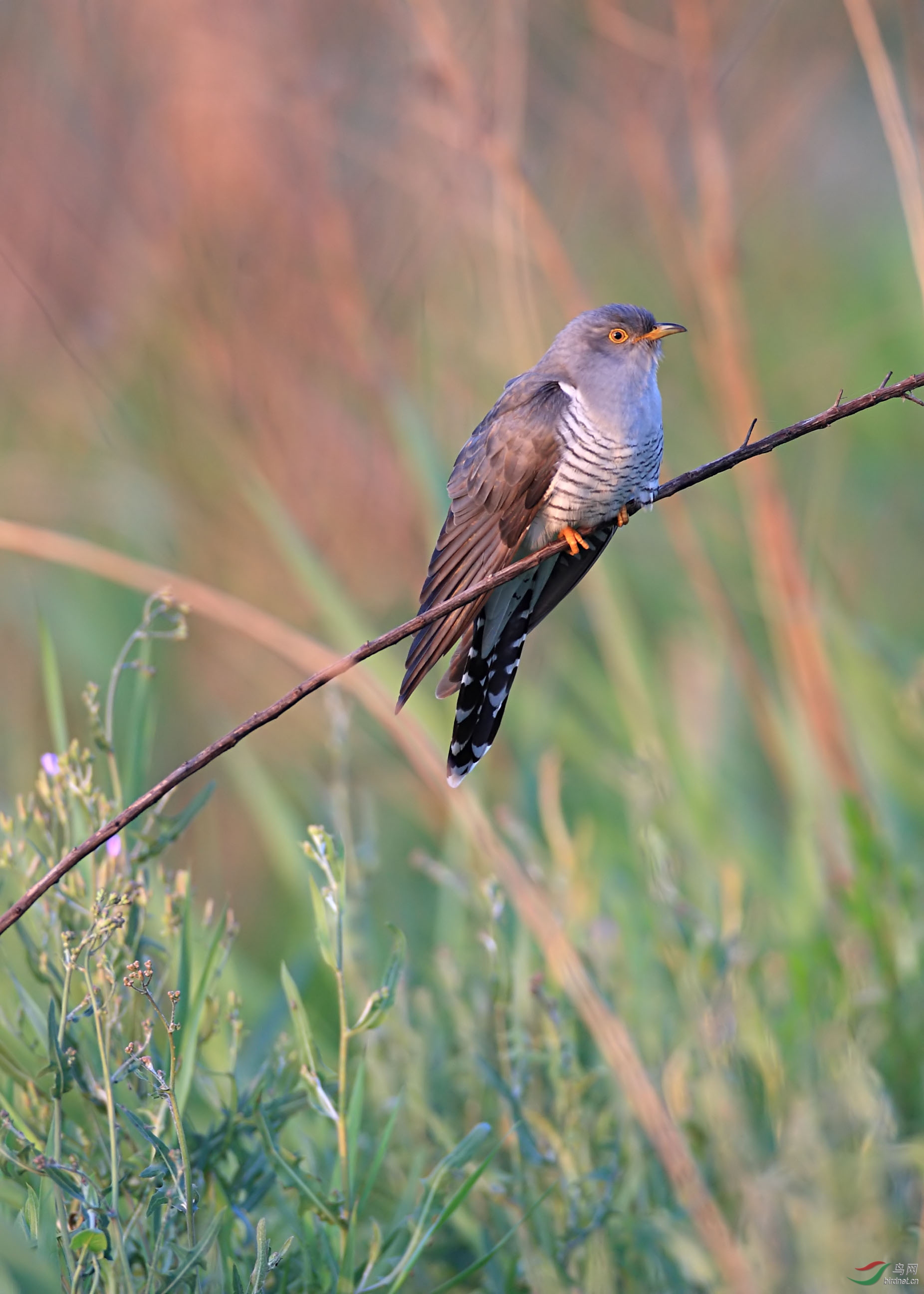 请老师指教是中杜鹃吗