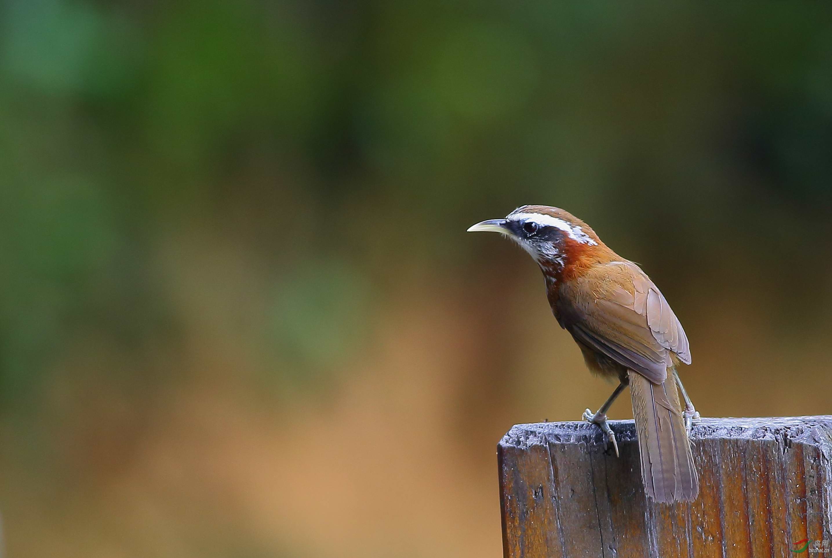 栏杆上的棕颈钩嘴鹛