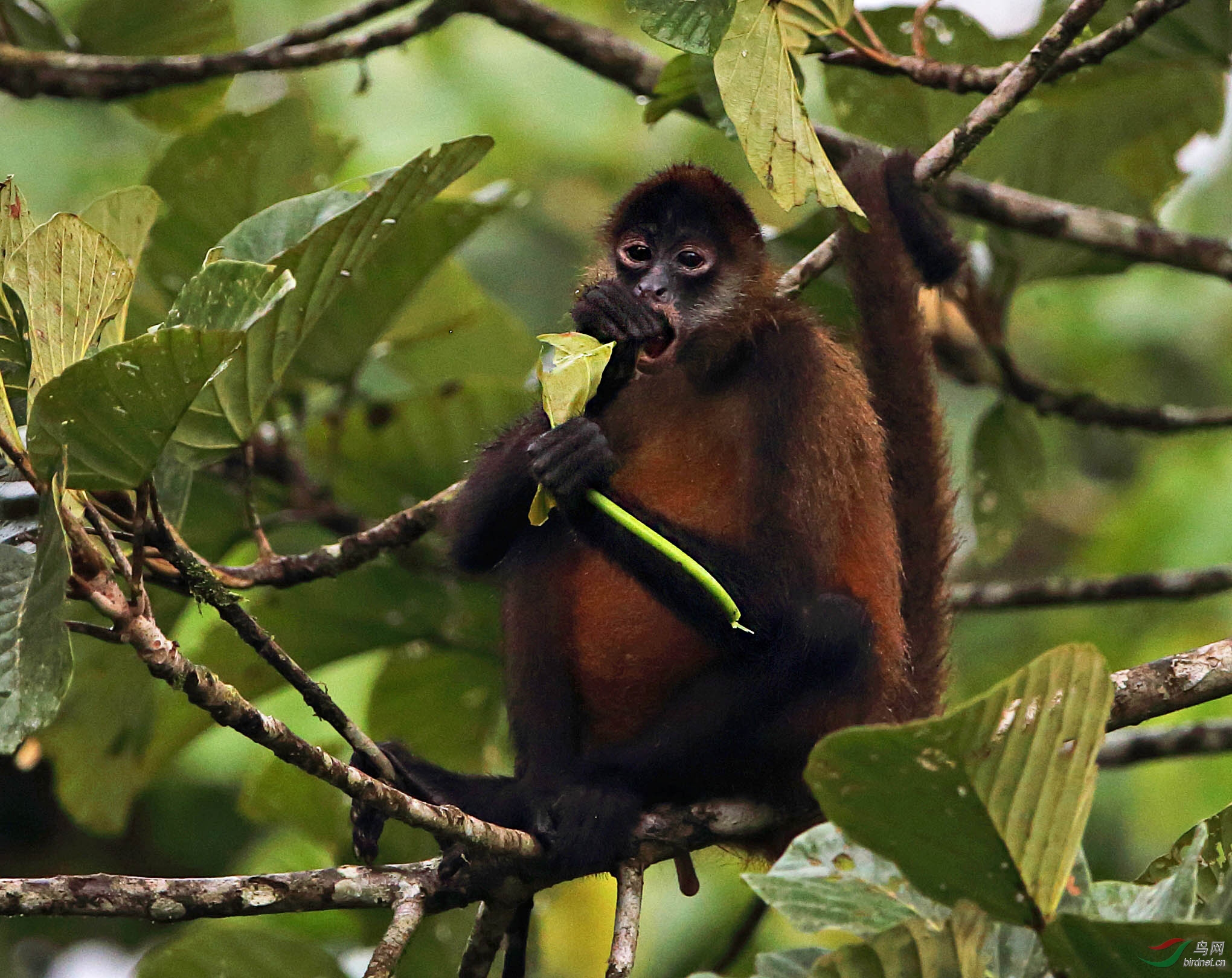 难得一见的蜘蛛猴摄于哥斯达黎加
