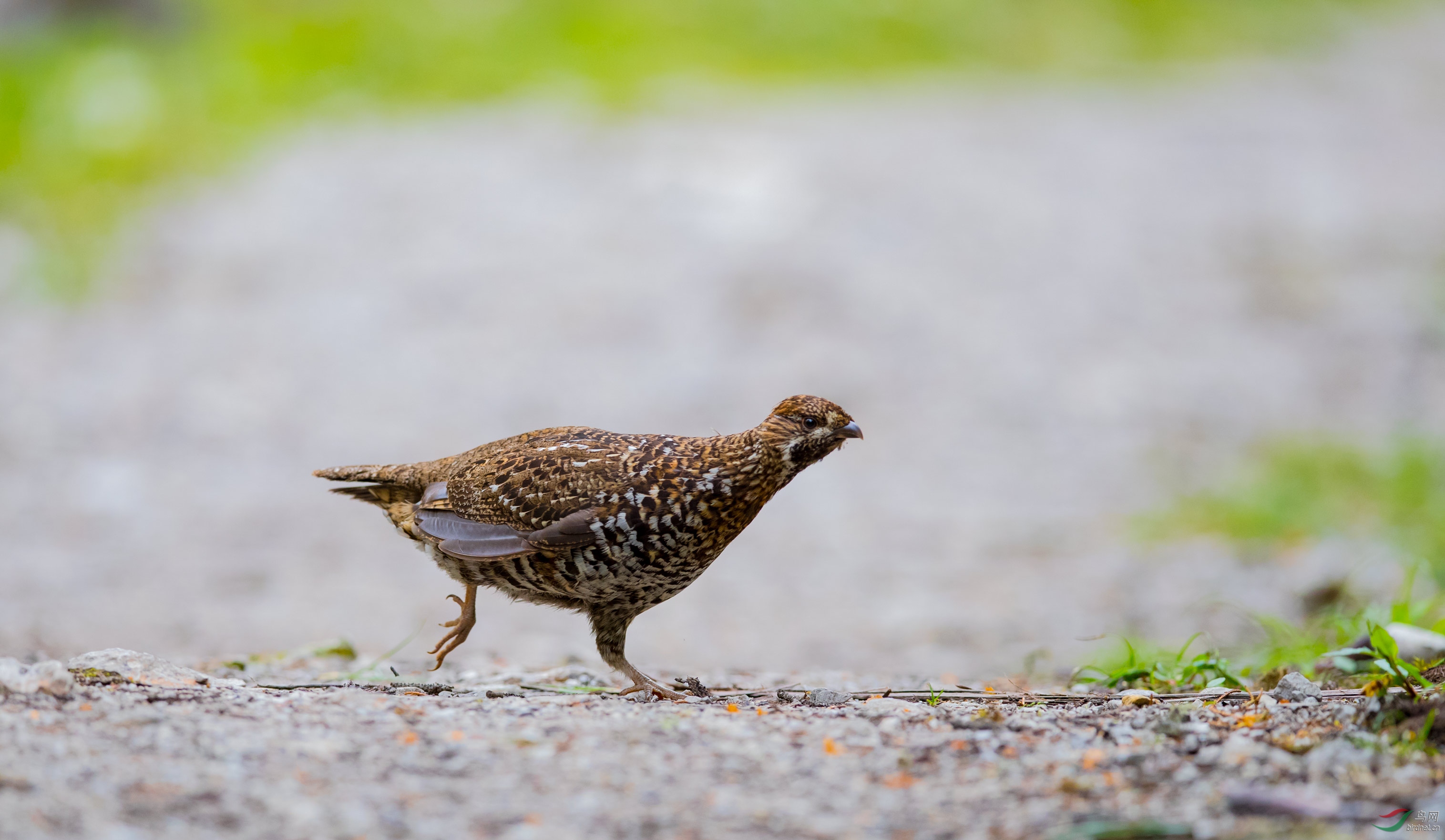 斑尾榛鸡斑尾榛鸡一组