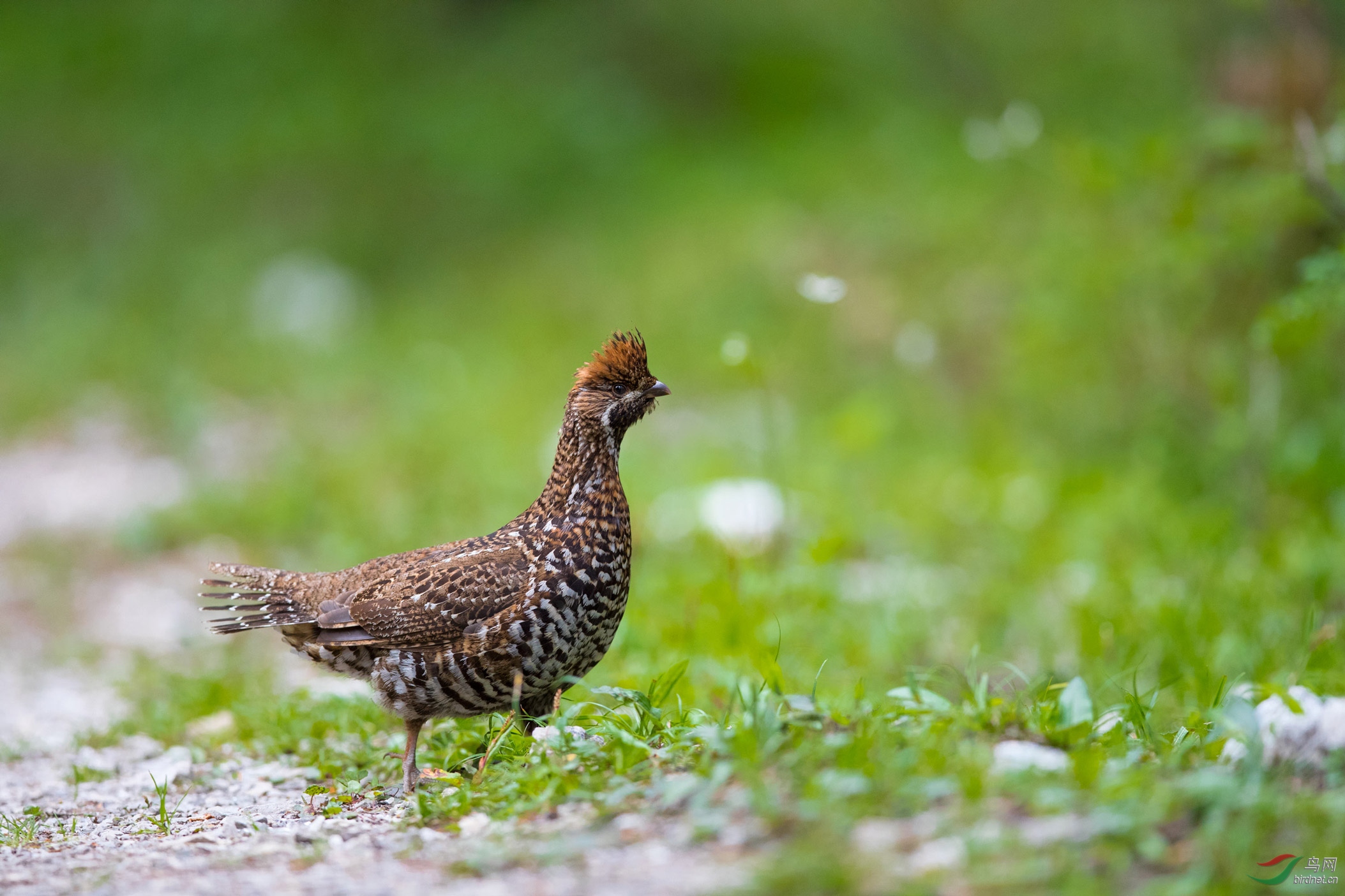斑尾榛鸡斑尾榛鸡一组