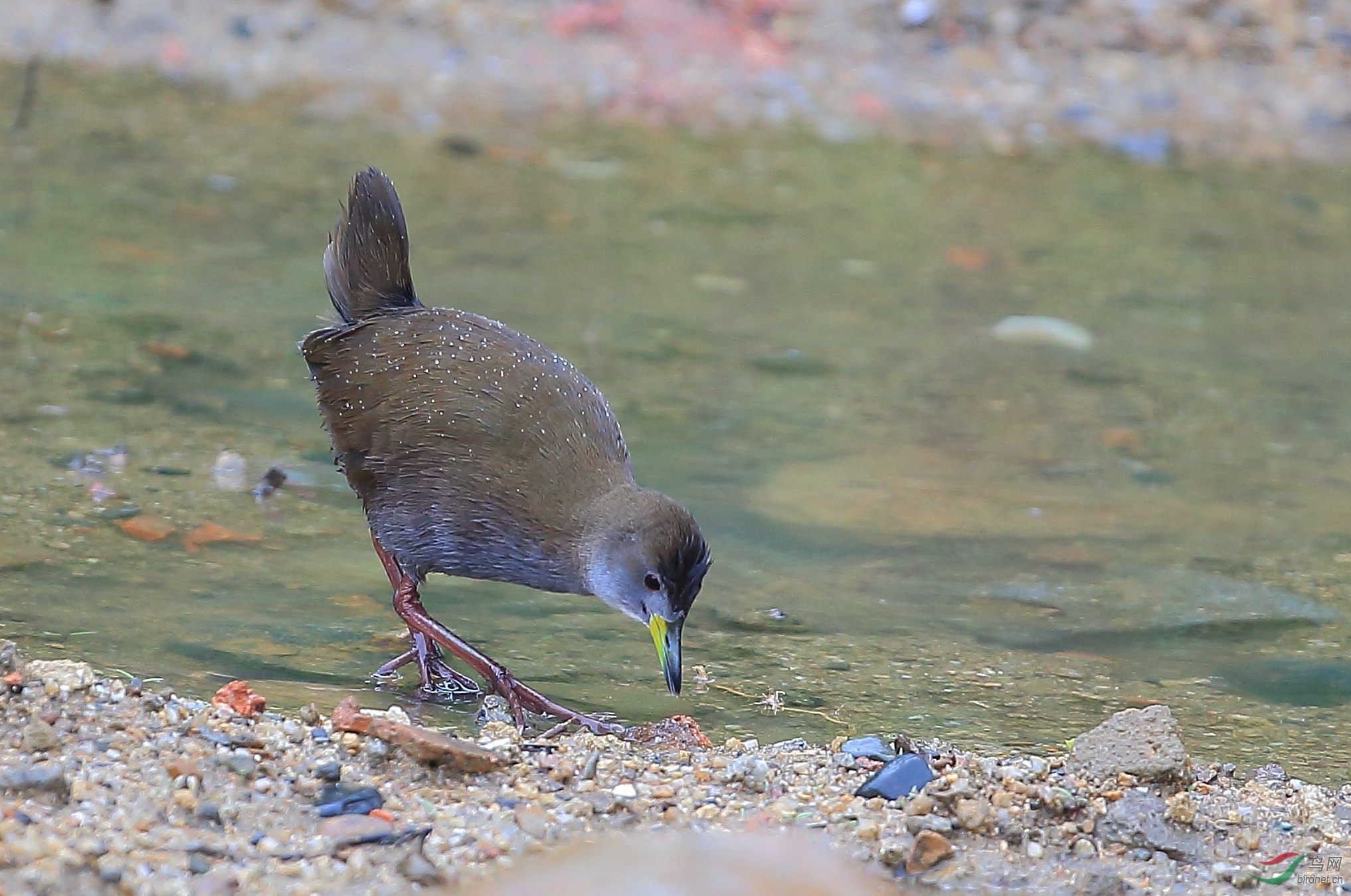 [水鸟] 周四快乐---红脚苦恶鸟