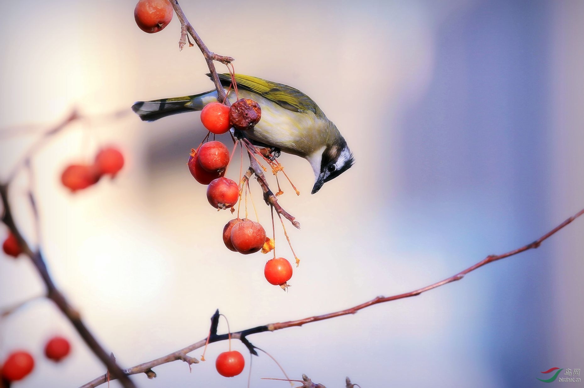 [林鸟] 吃海棠果的菜鸟--白头鹎
