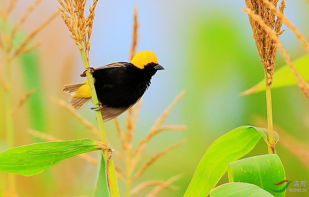 黄顶巧织雀