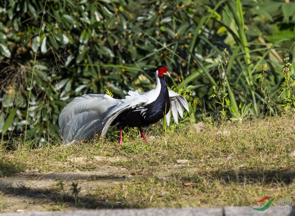 外地拍来的广东省省鸟白鹇