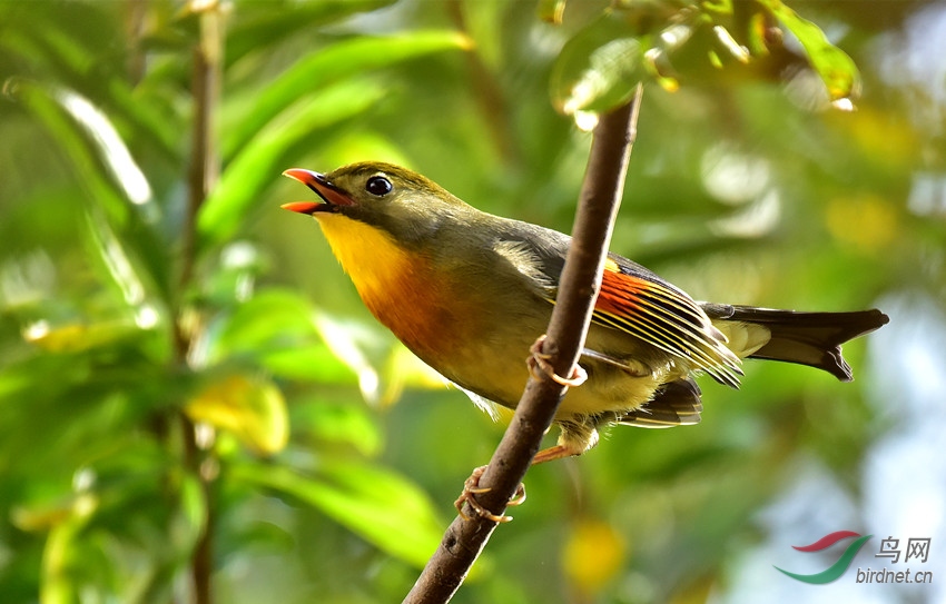 红嘴想思鸟在大叫