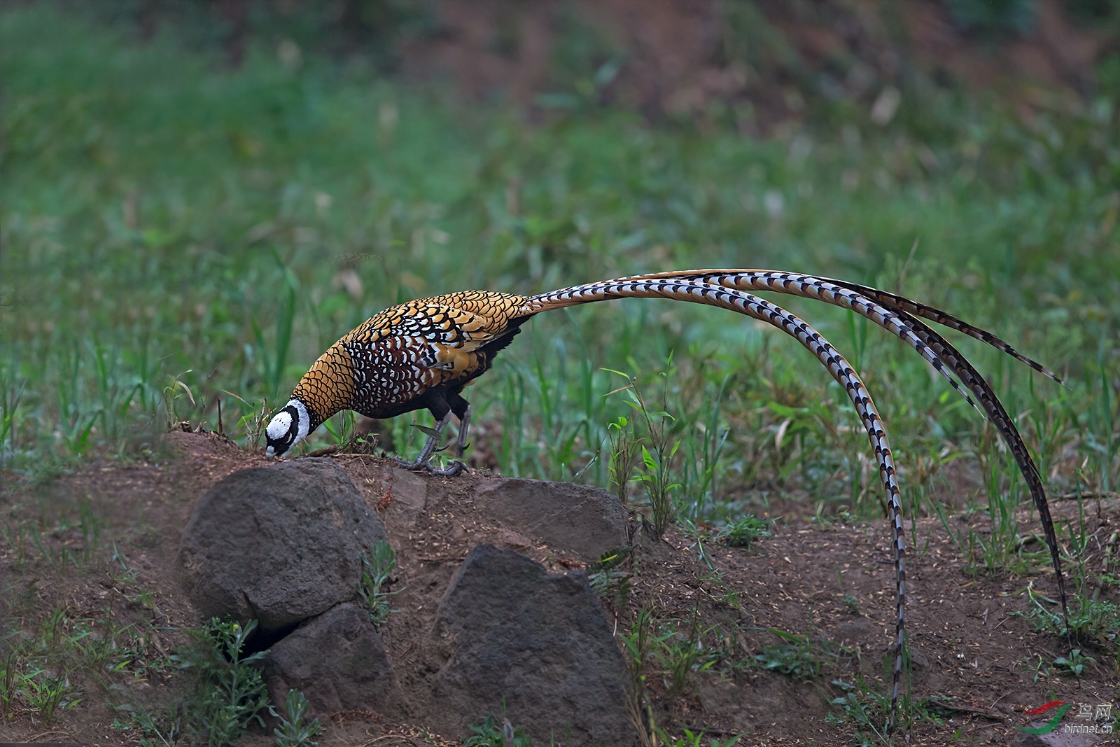 白冠长尾雉-好长的尾巴
