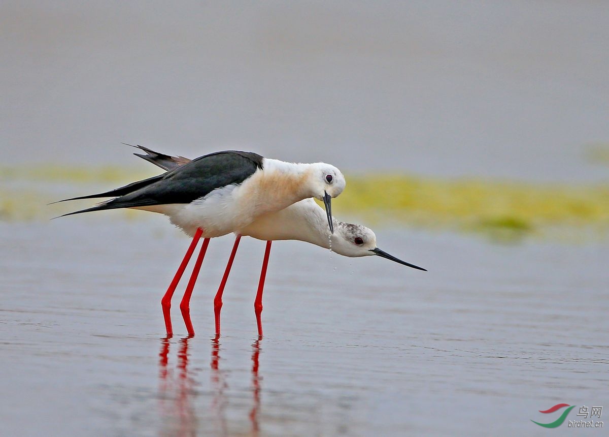 林鸟求偶黑翅长脚鹬