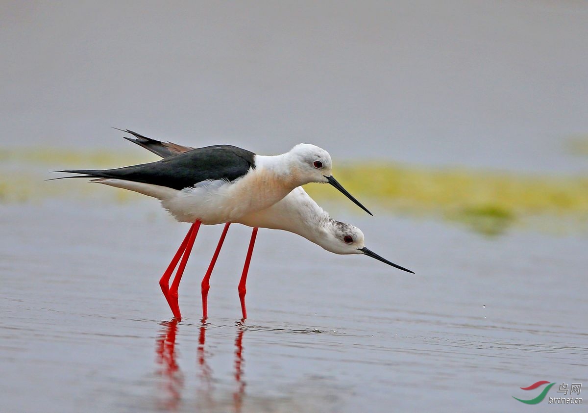 林鸟求偶黑翅长脚鹬