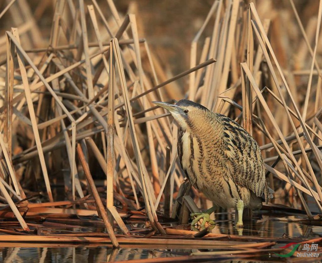 奥森纪录大水骆驼捉黑鱼