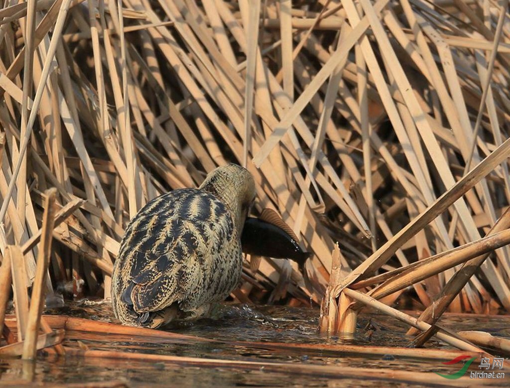 奥森纪录大水骆驼捉黑鱼
