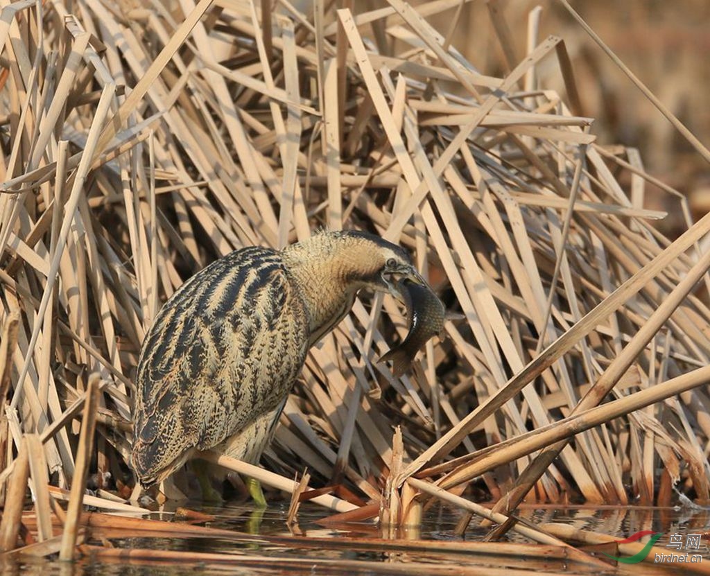 奥森纪录大水骆驼捉黑鱼