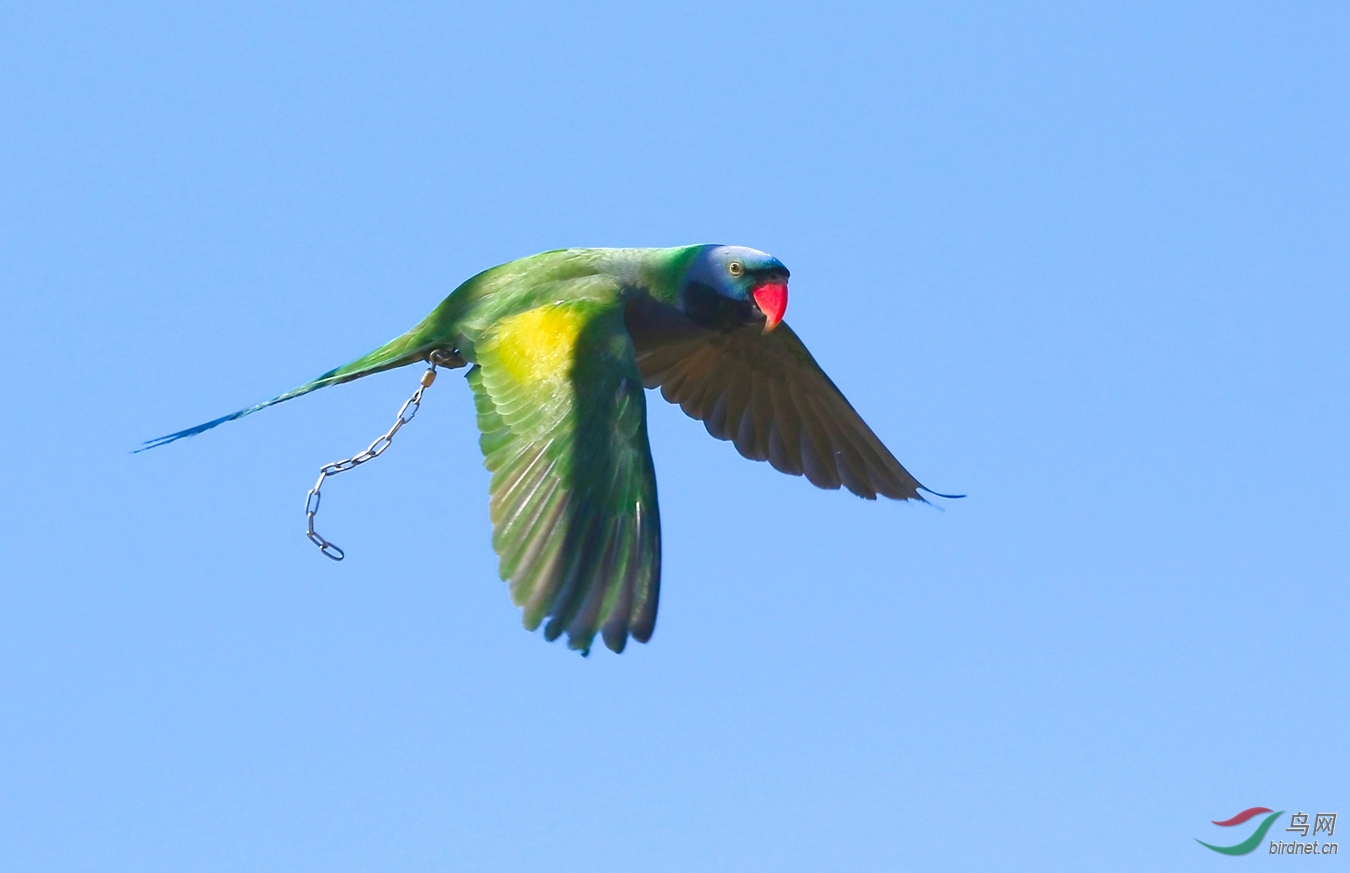 挣脱牢笼,奔向自由