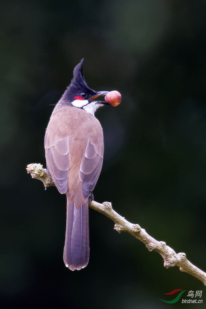 红耳鹎鸟窝图片