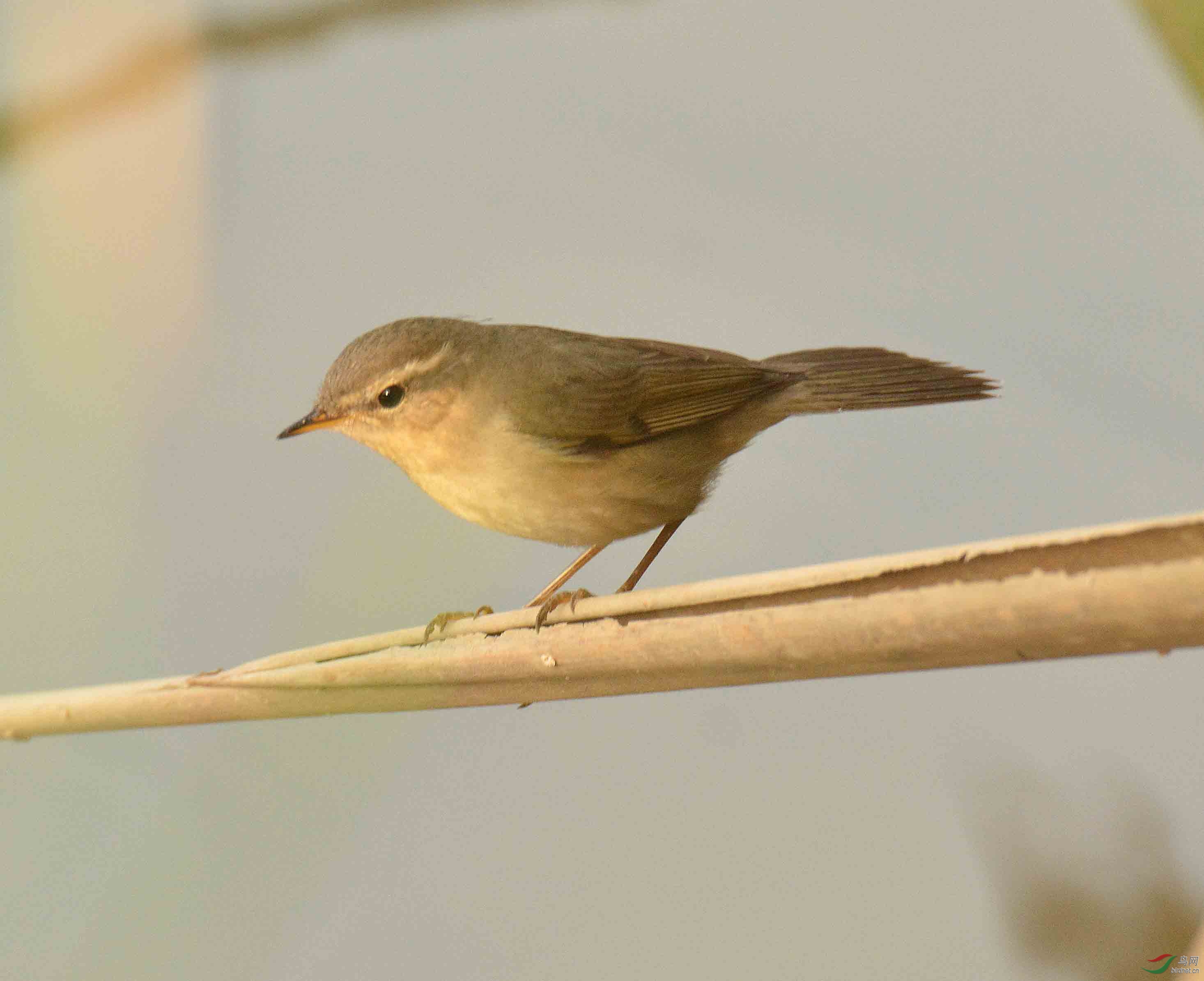 第一次拍请教是褐柳莺吗谢谢
