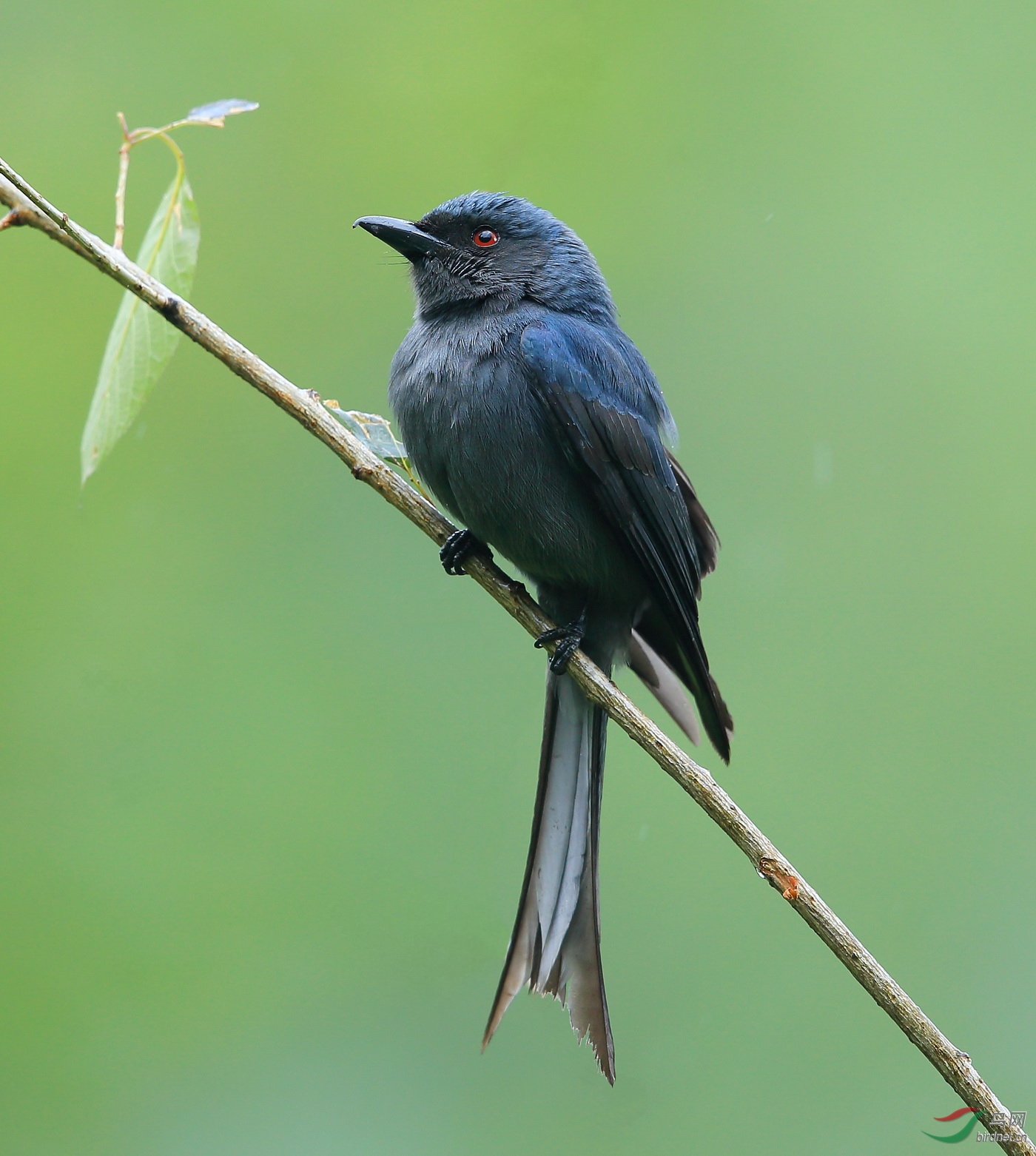向身处重雾霾污染的河北鸟友们问好!