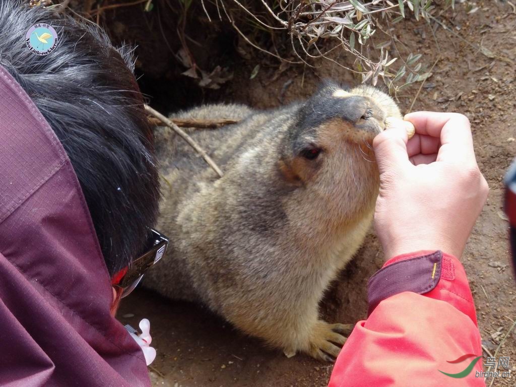 饲喂土拨鼠