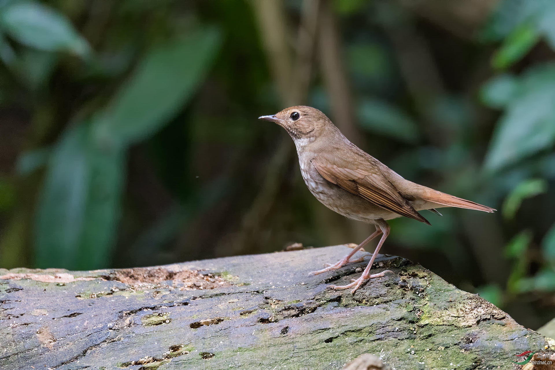 白喉短翅鸫【母】