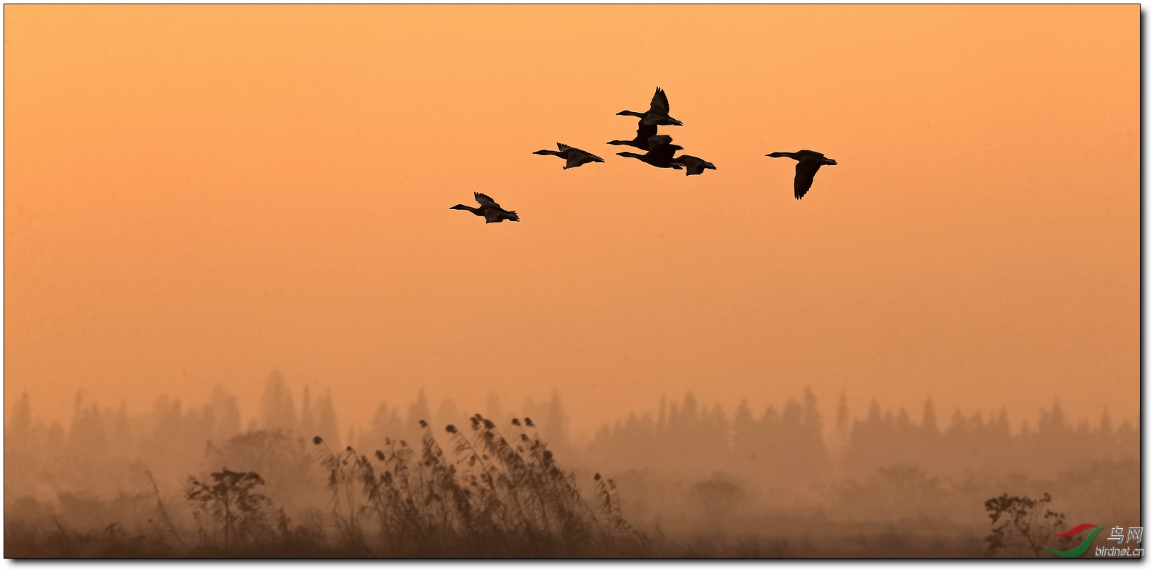 夕阳大雁飞