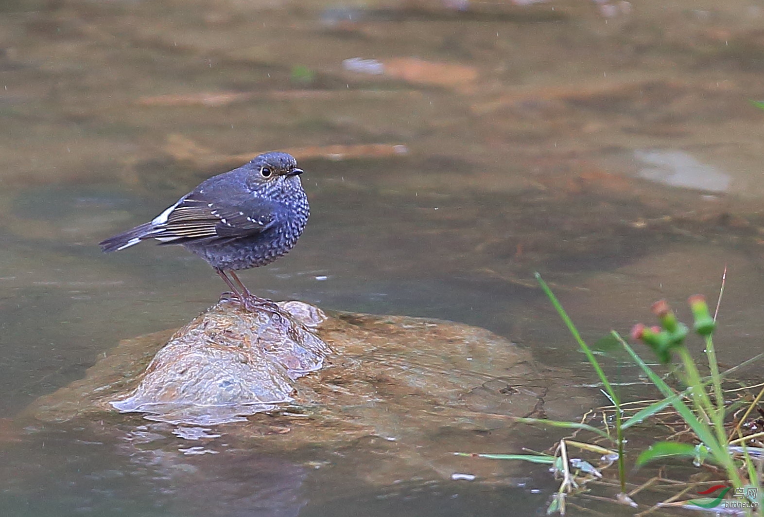 雨滴版红尾水鸲