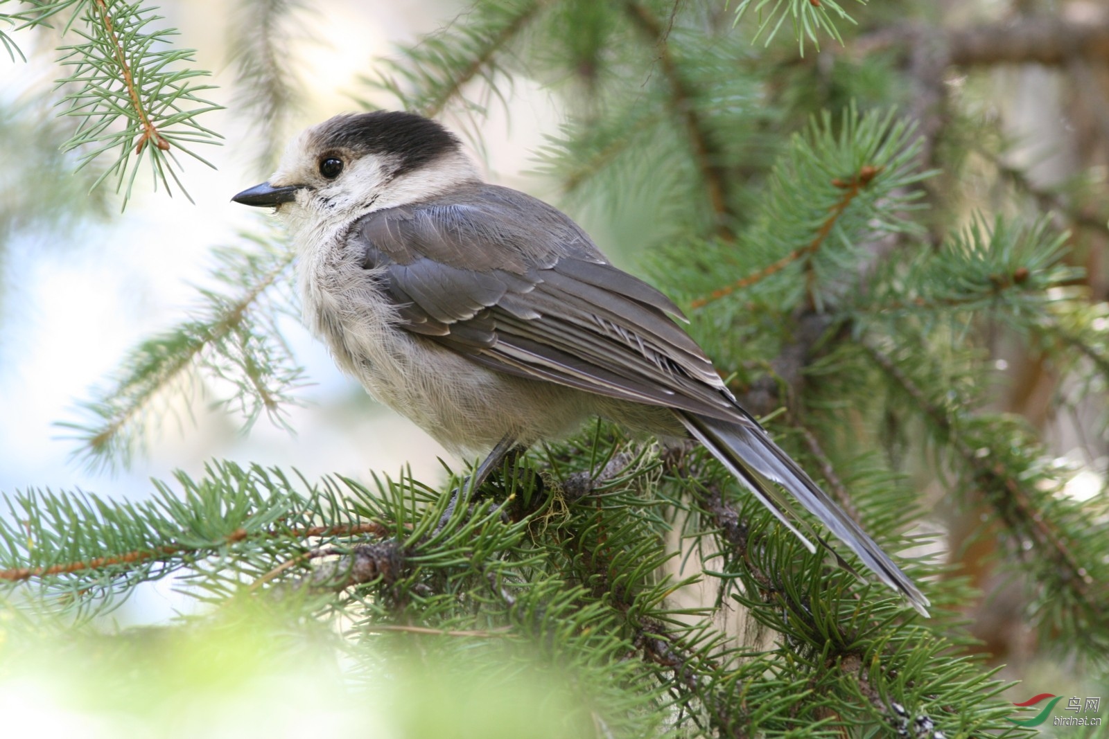 加拿大新贵一一灰噪鸦