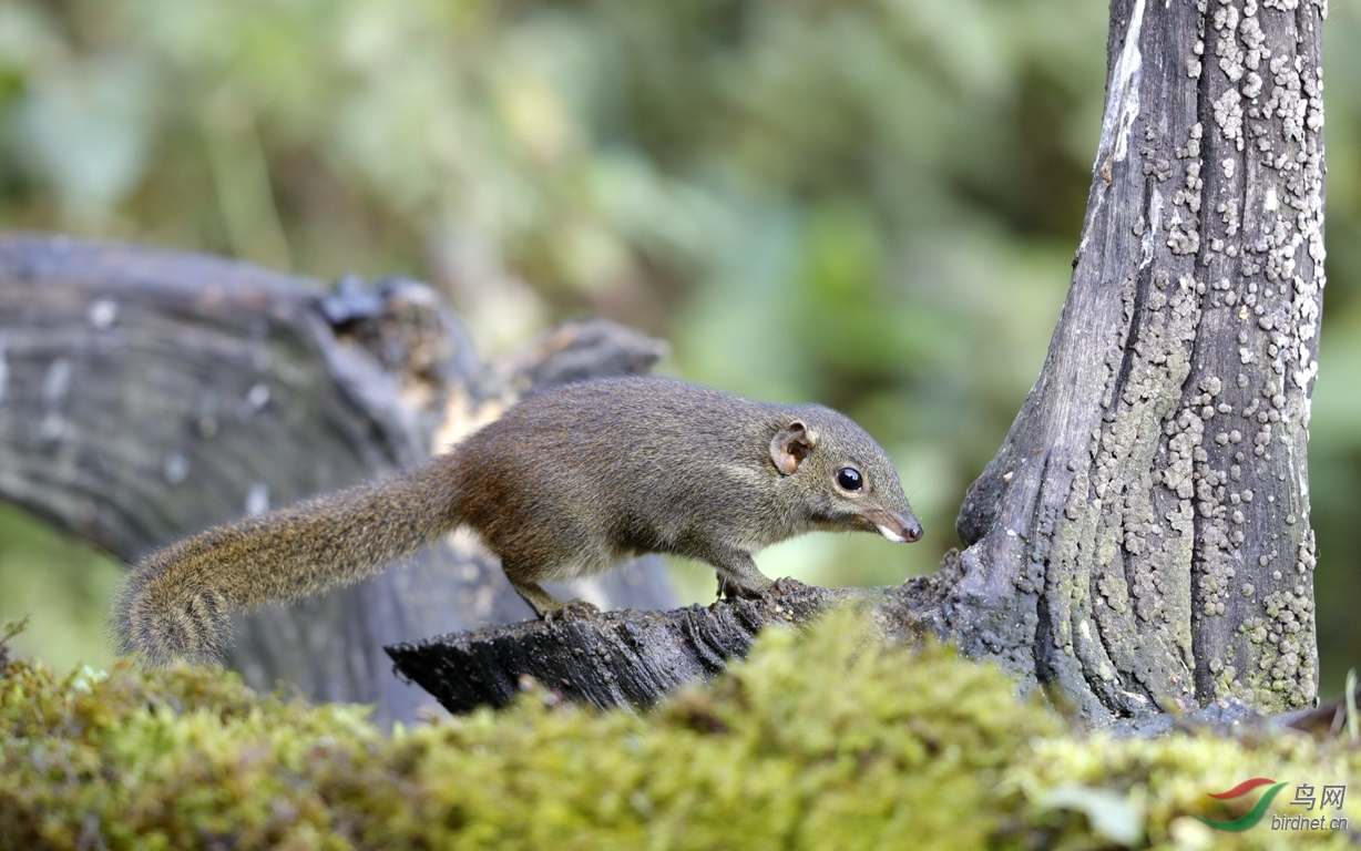 它是树鼩不是松鼠