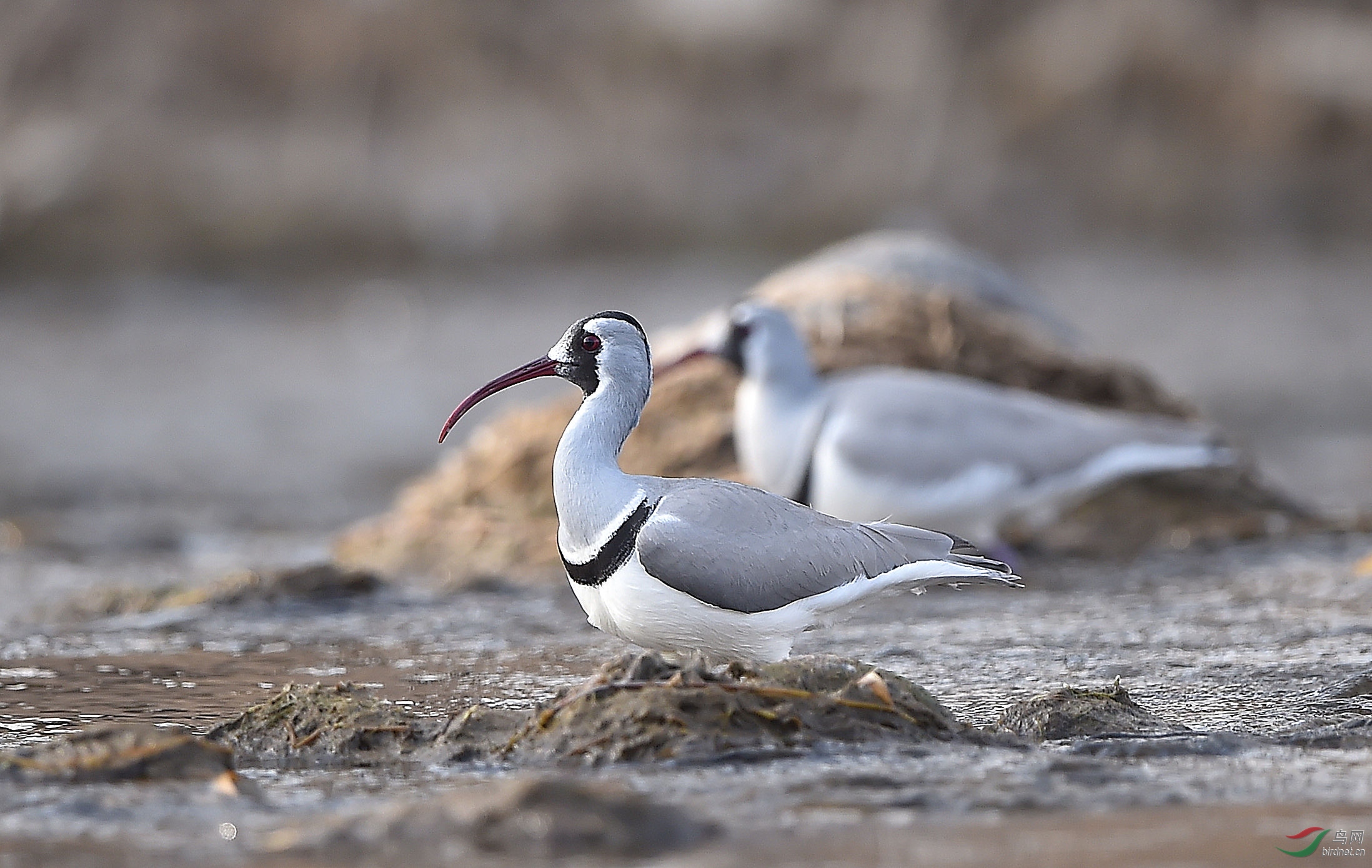石前石上石后的鹮嘴鹬
