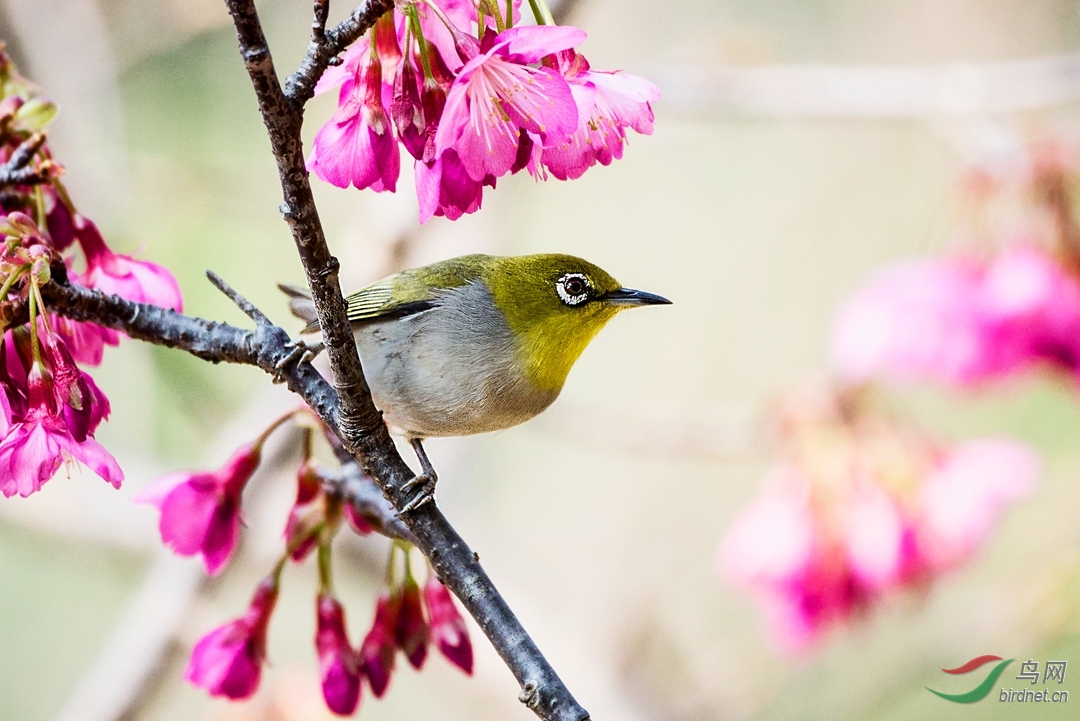 樱花黄腹绣眼鸟