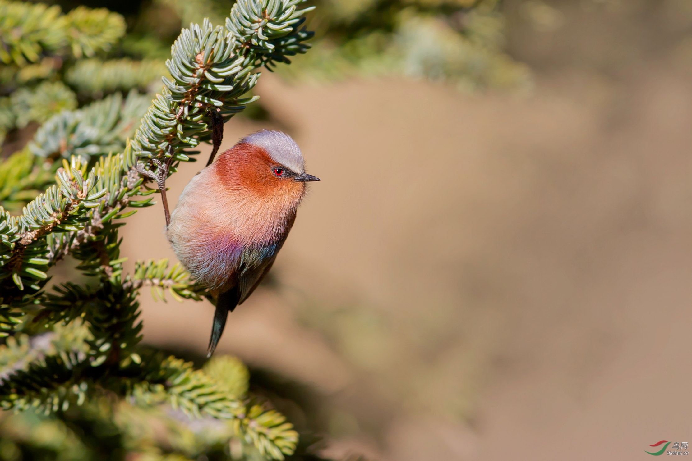 凤头雀莺一只小凤头祝贺荣获每日精华
