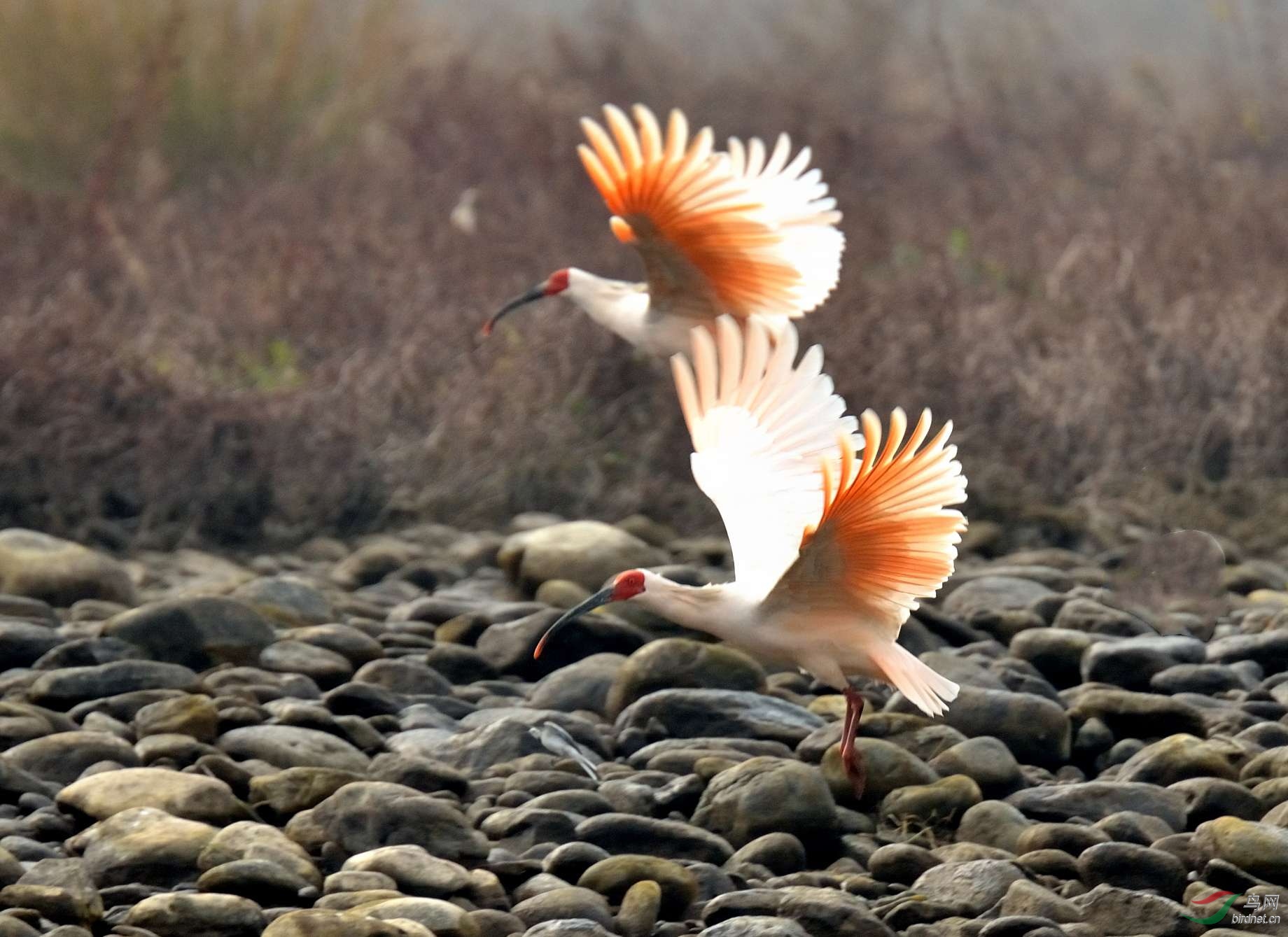 朱鹮版的比翼双飞