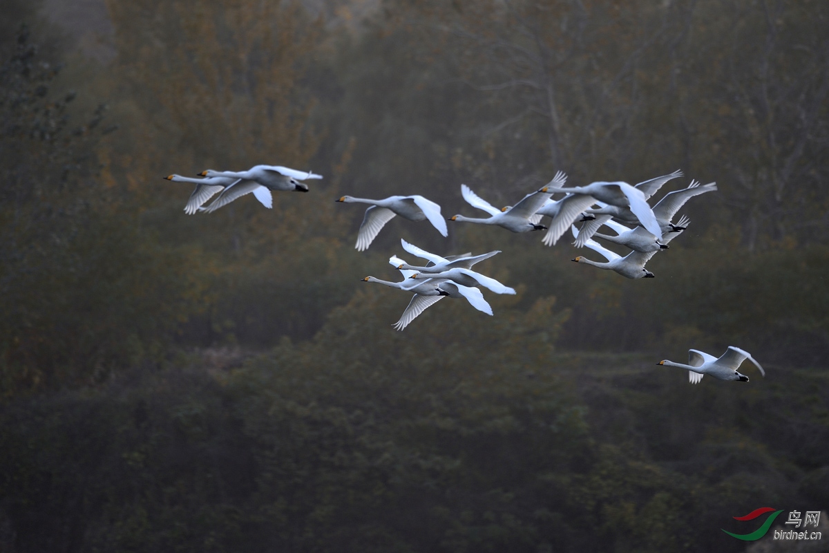 漫天飞舞 - 甘肃版 gansu 鸟网