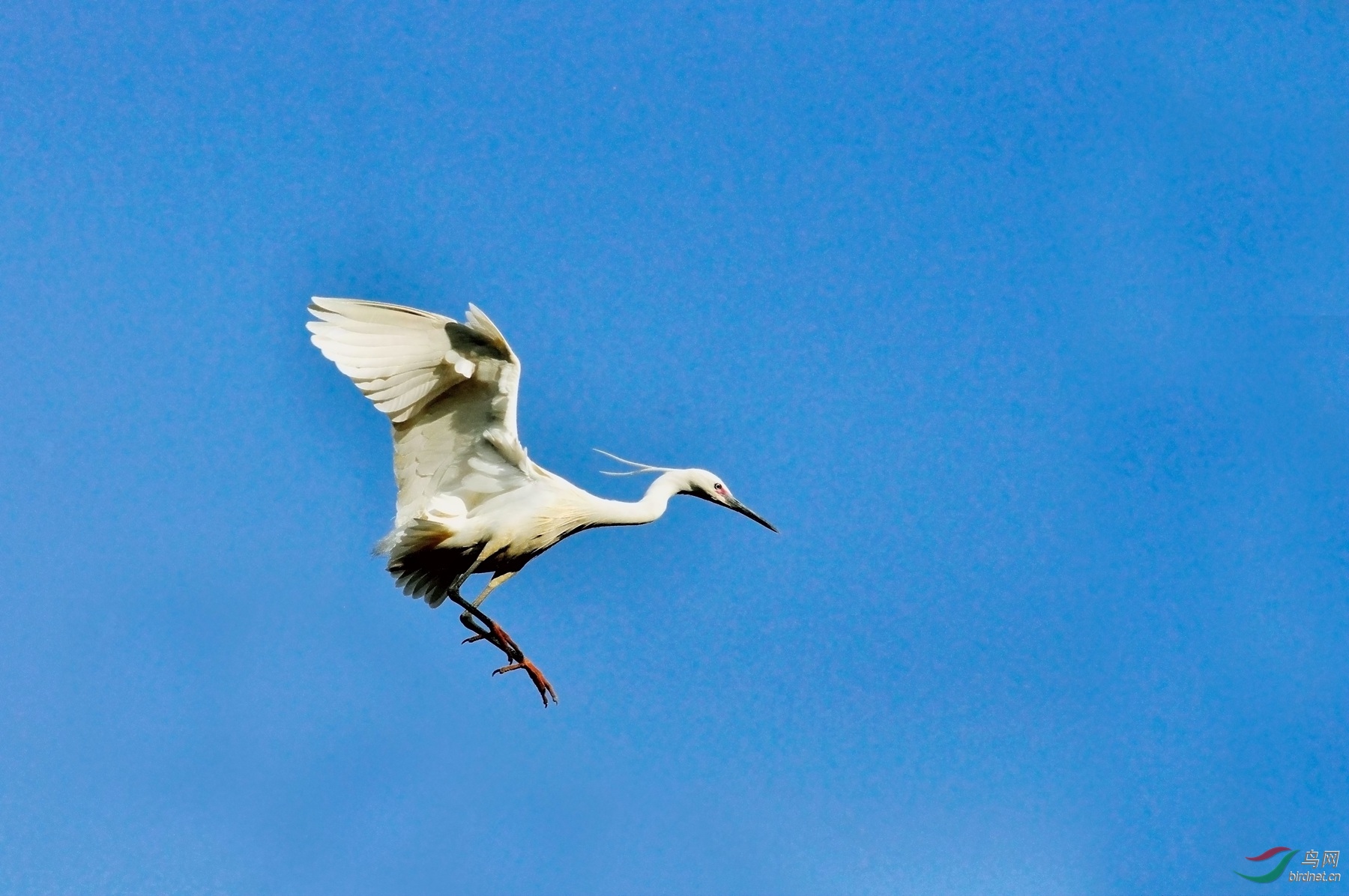 白鹭飞翔