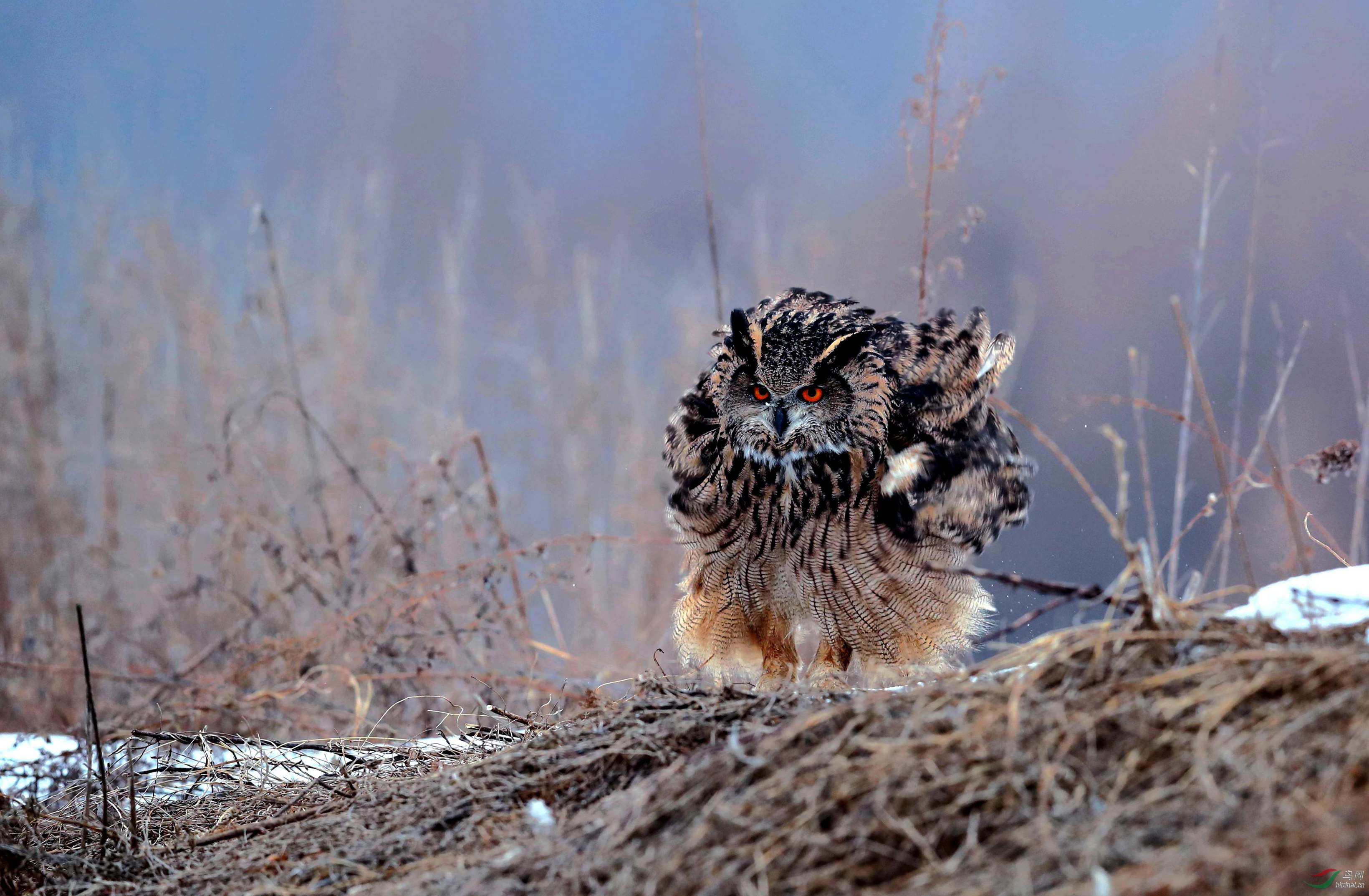 长耳林鸮 - 山东版 shandong 鸟网