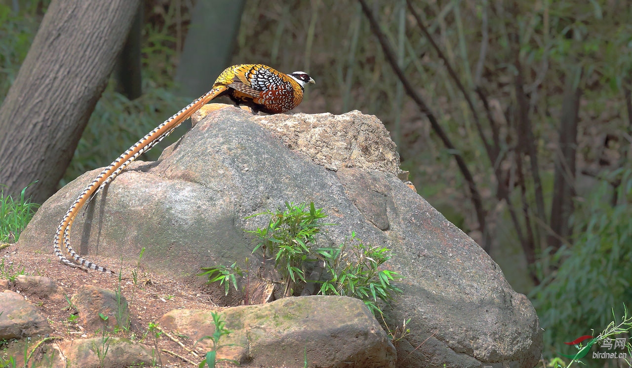 白冠长尾雉雌雄鸟