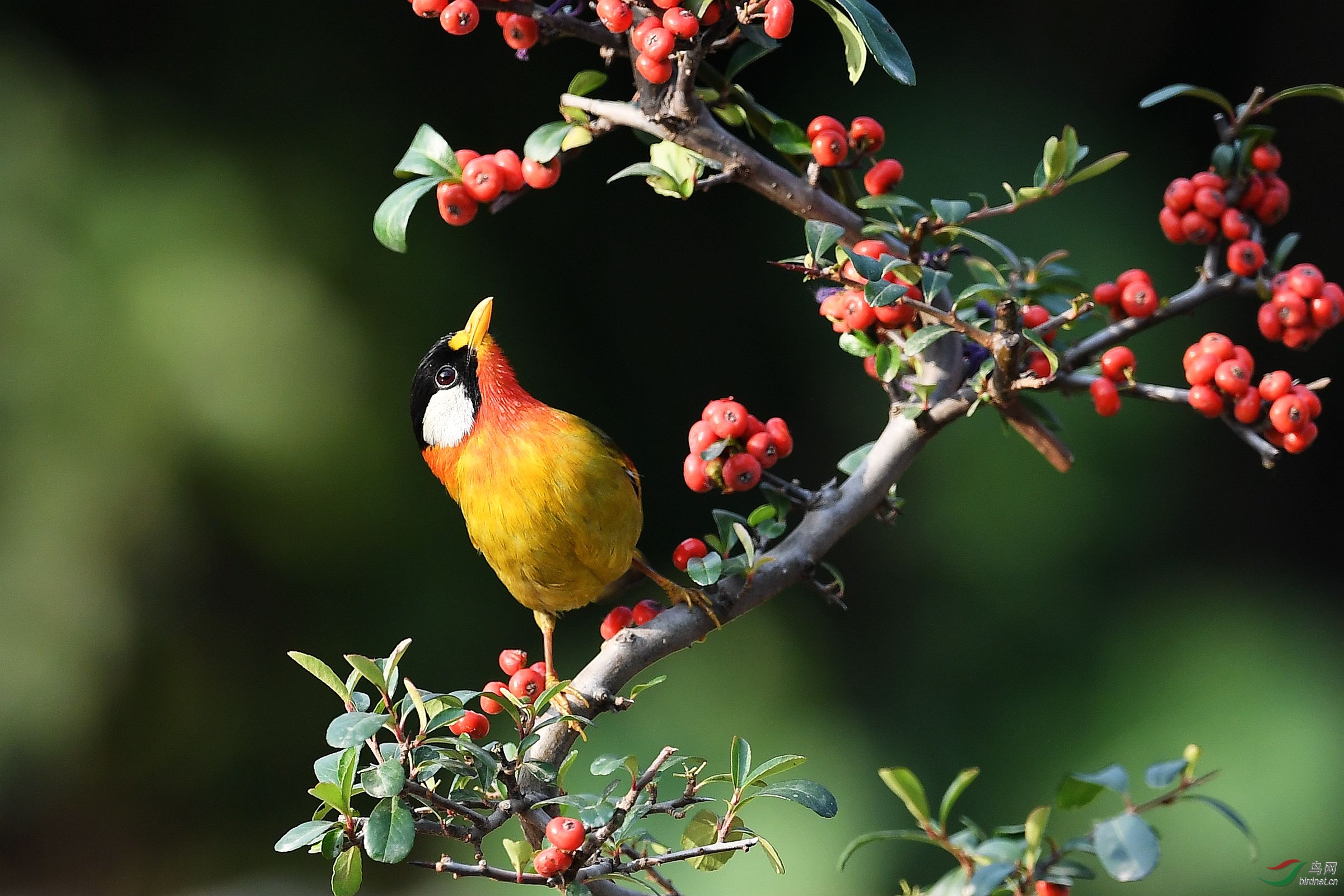 银耳相思鸟采红果