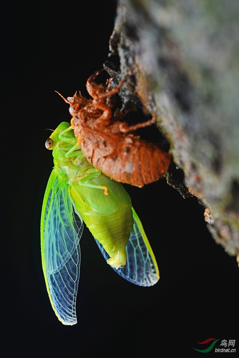蝉的羽化过程