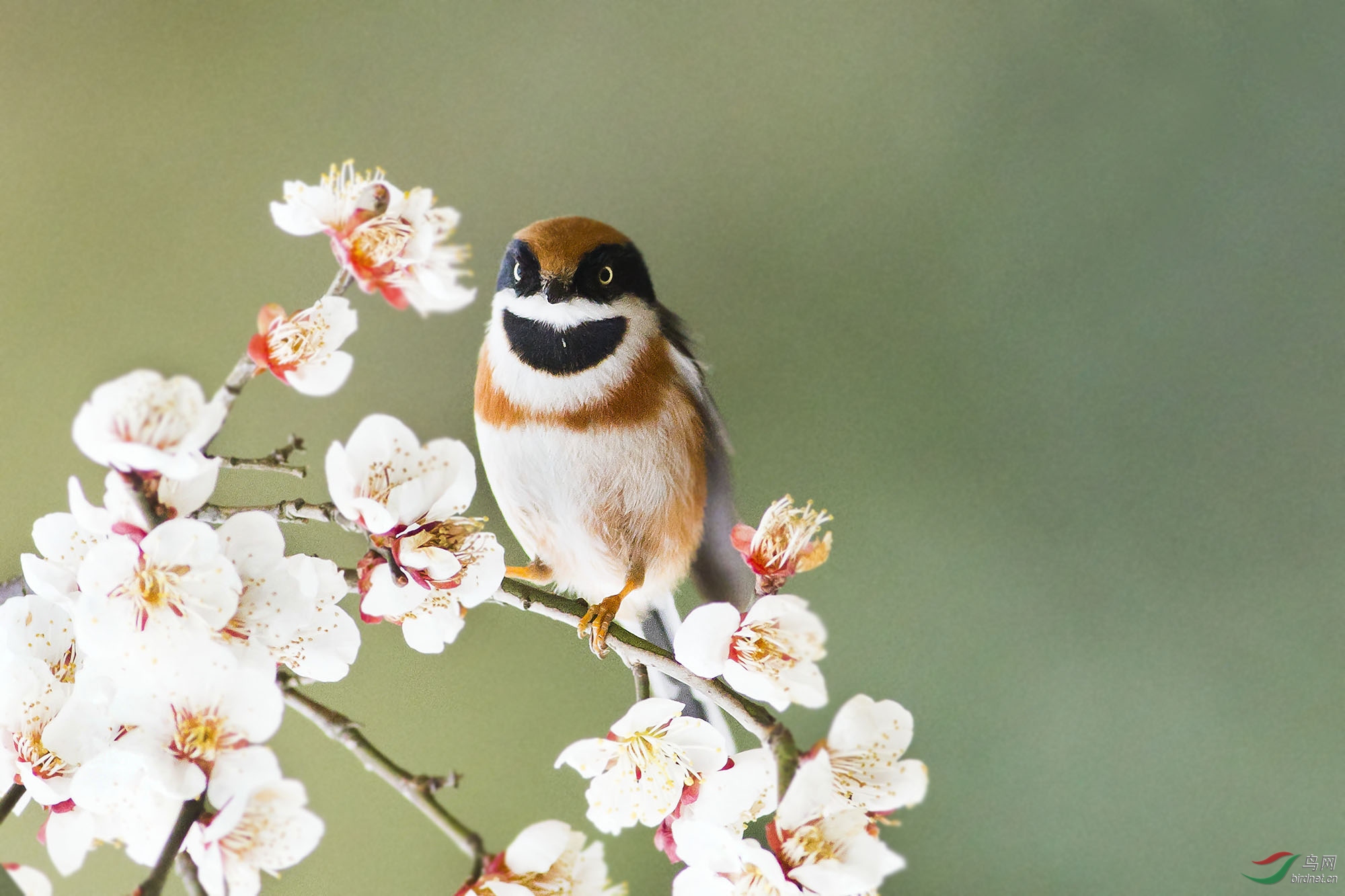 白梅丛中来红头