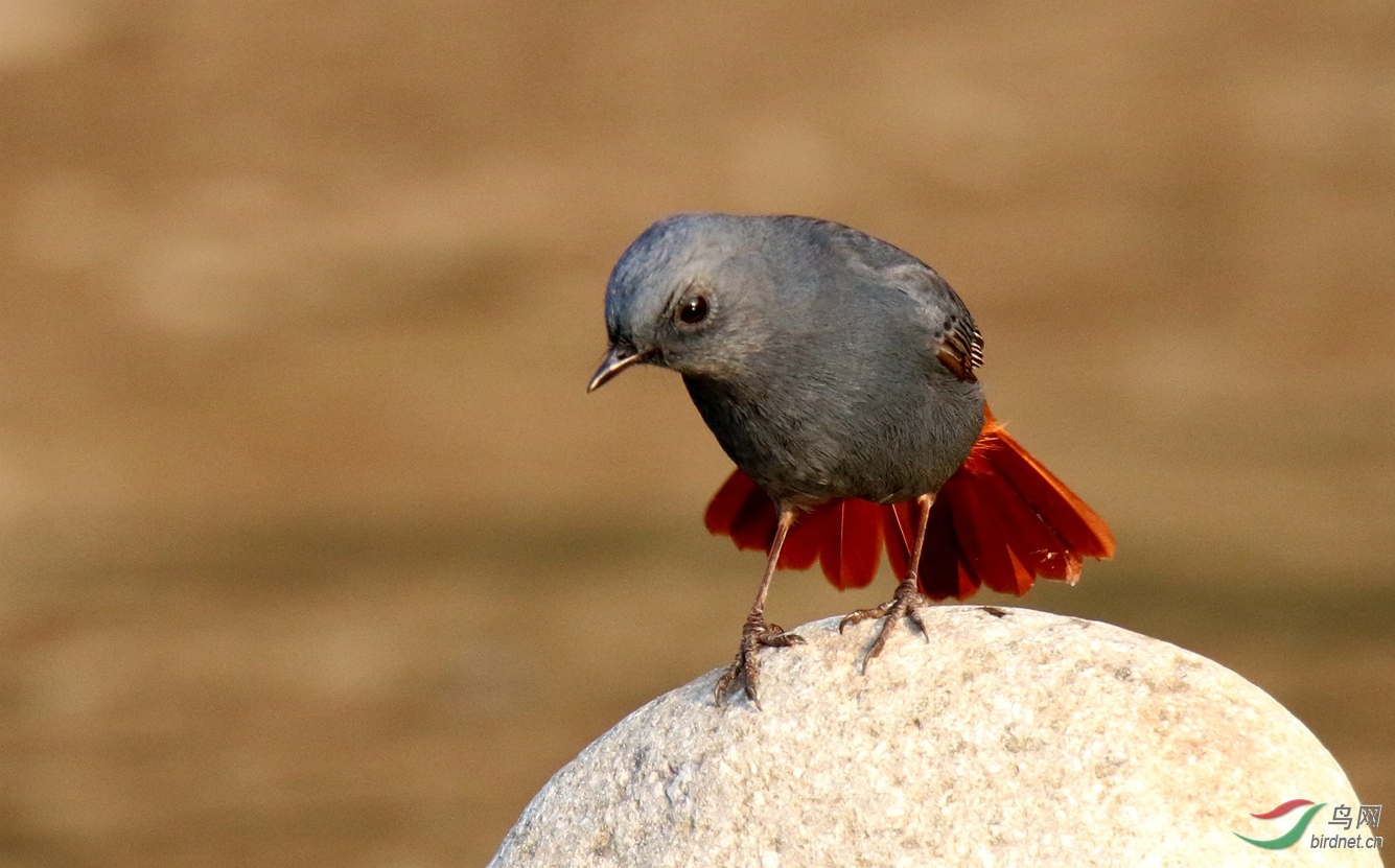 晒晒我的红尾巴