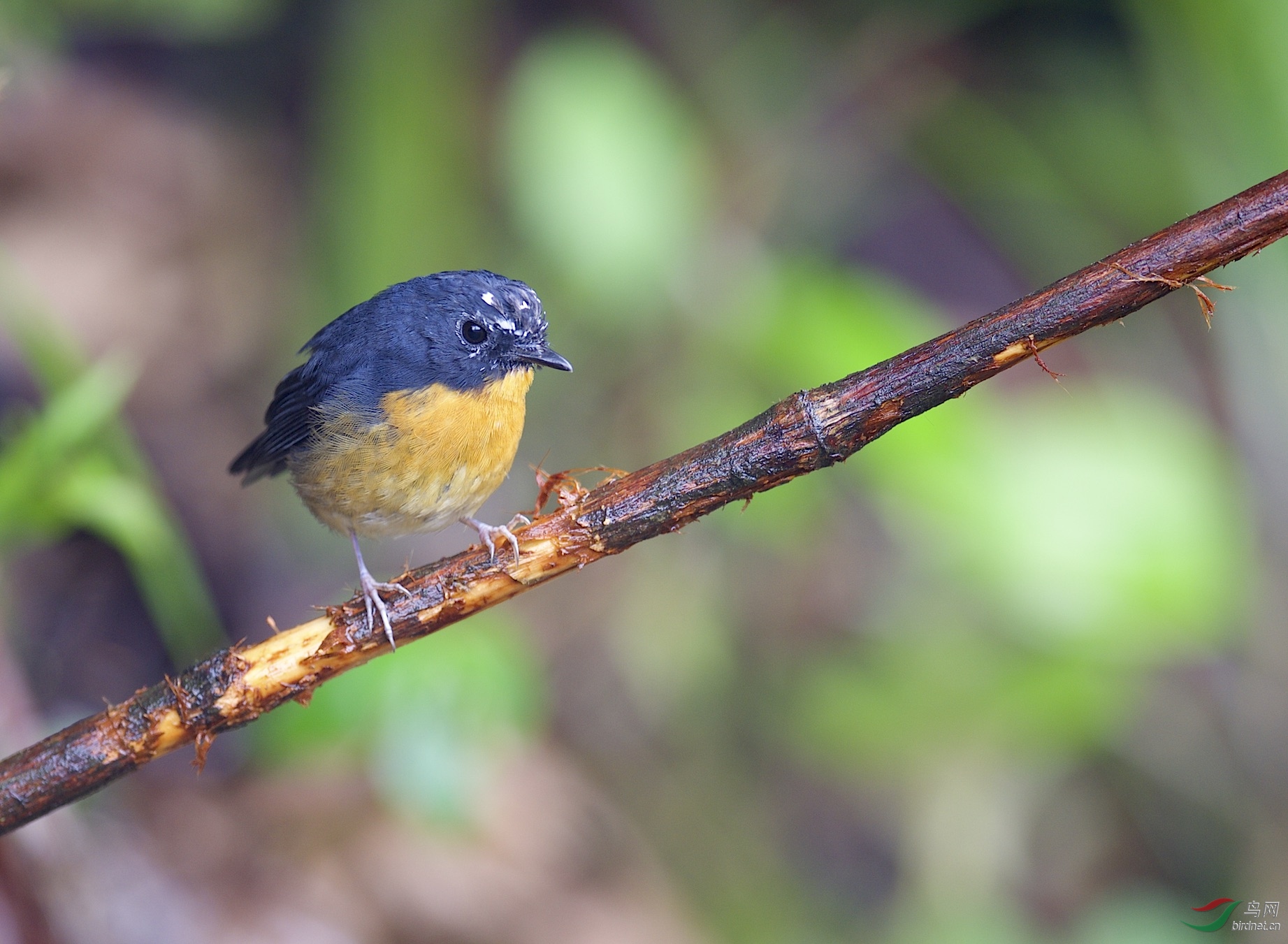 马来西亚:云顶山拍鸟:棕胸蓝姬鹟(雄)一组