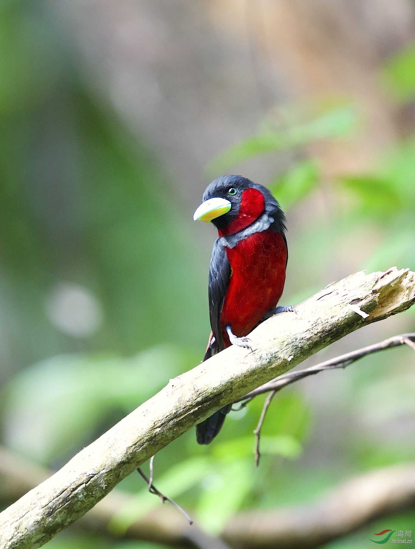 马来西亚国家森林公园拍鸟黑红阔嘴鸟一组