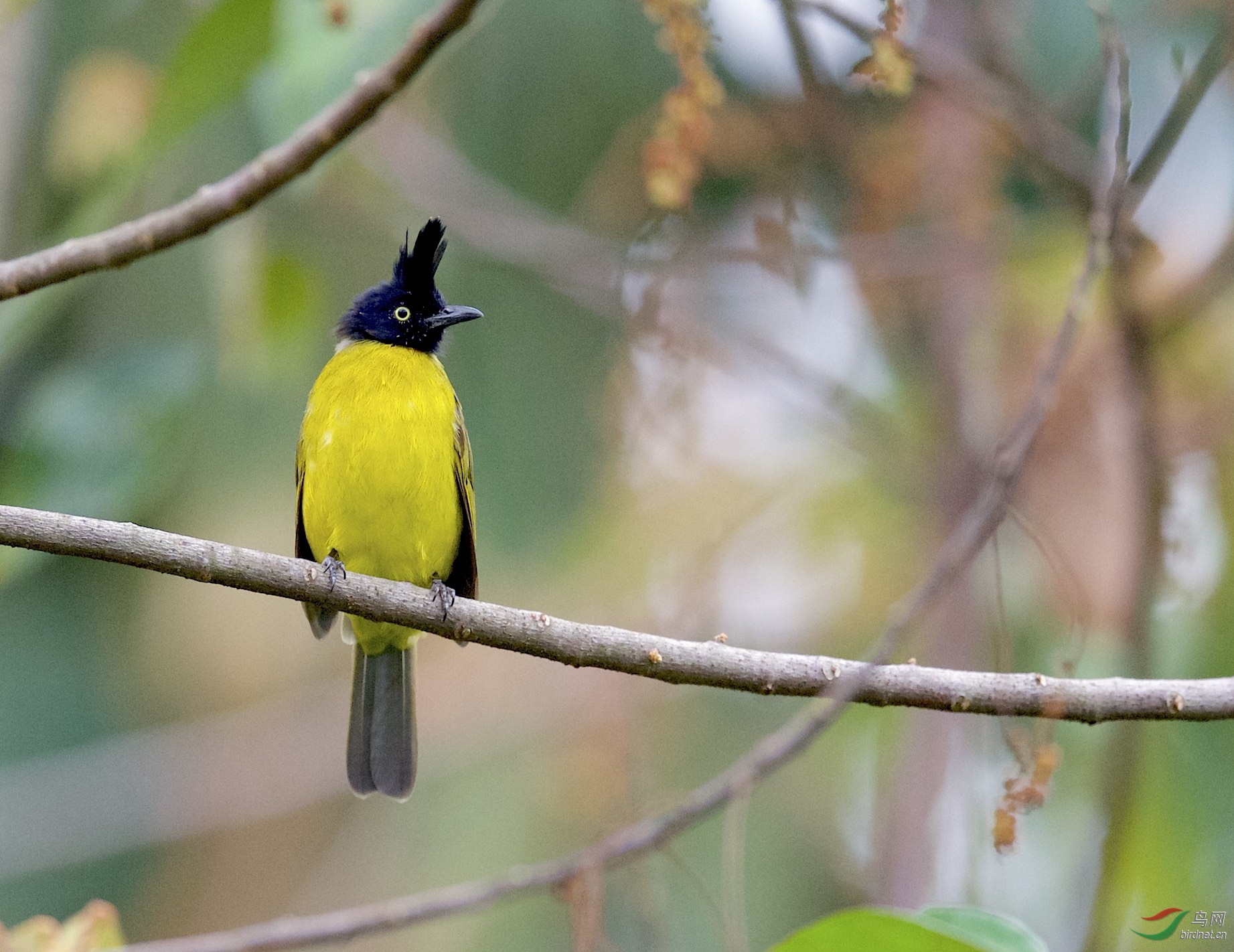 马来西亚:云顶山拍鸟:黑冠鹎(雄)一组
