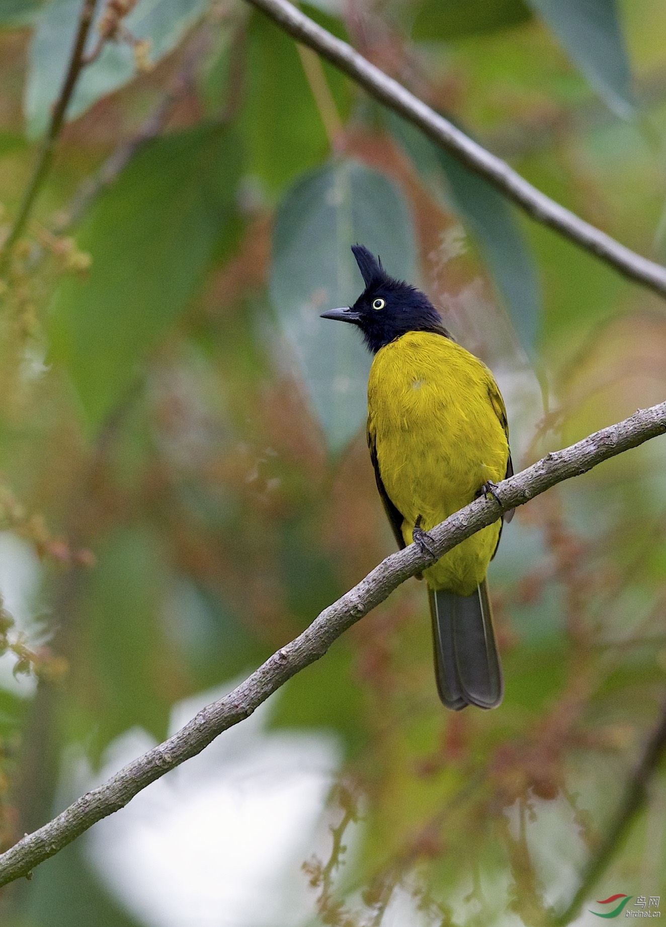 马来西亚:云顶山拍鸟:黑冠鹎(雄)一组