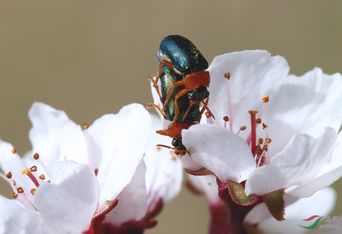 [动物] 趣图---海棠花上金龟子