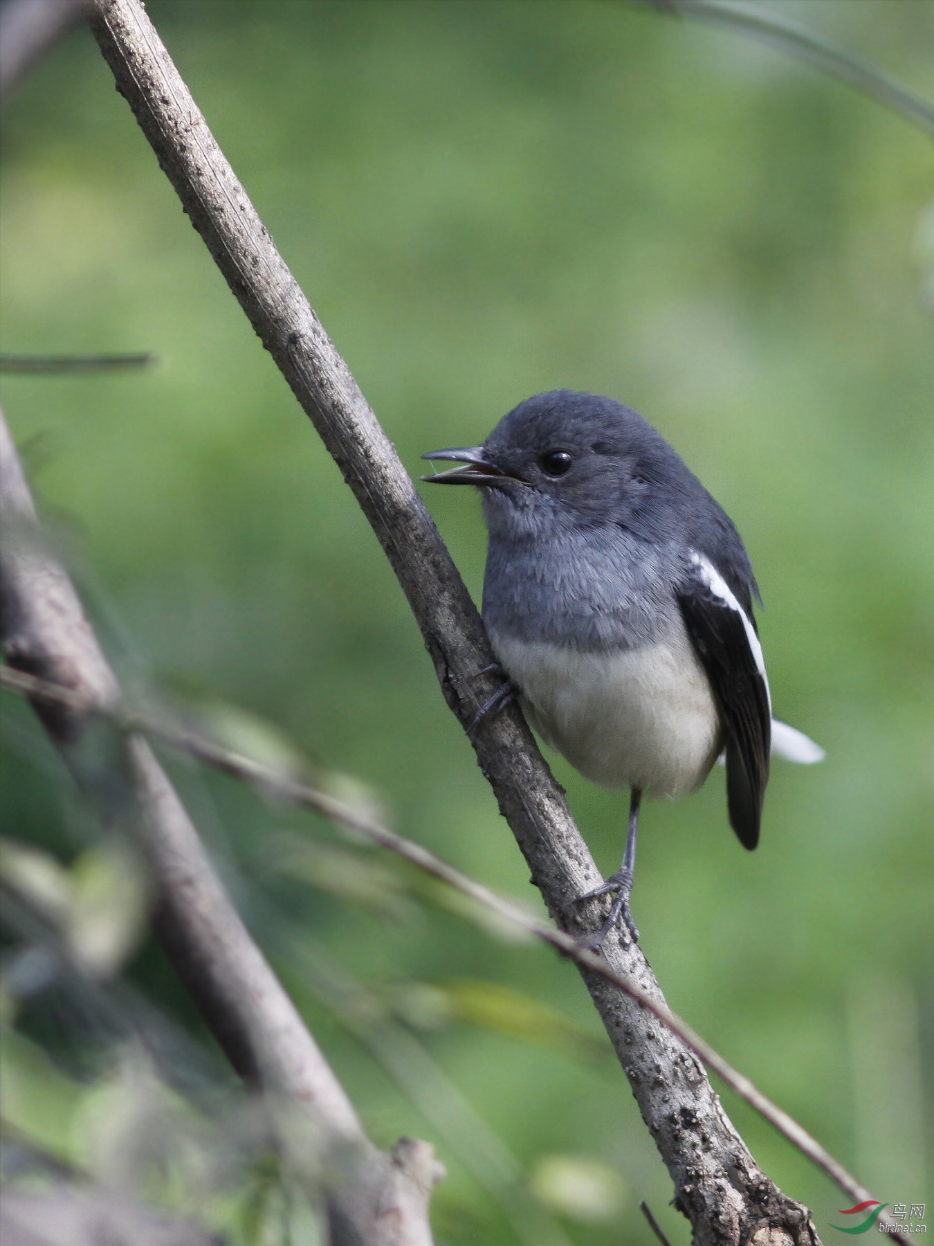 萌萌的鹊鸲雌鸟