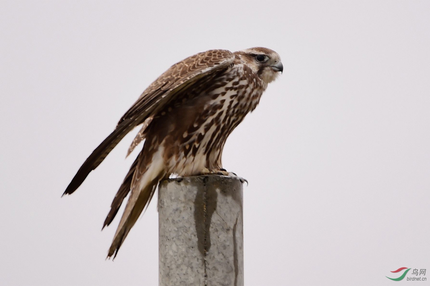 [鹞] 隼 - | 自然拍摄