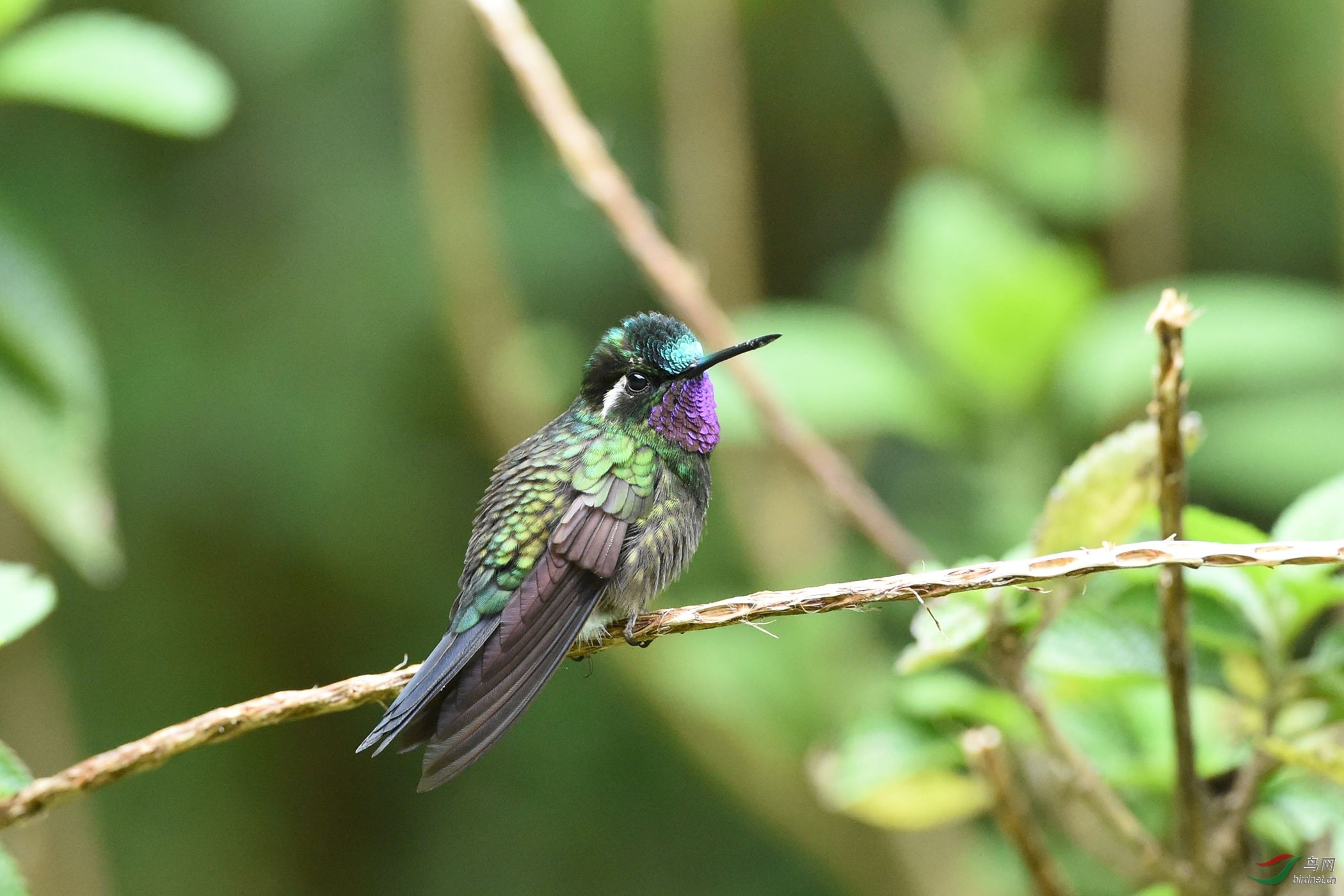 紫喉辉尾蜂鸟图片