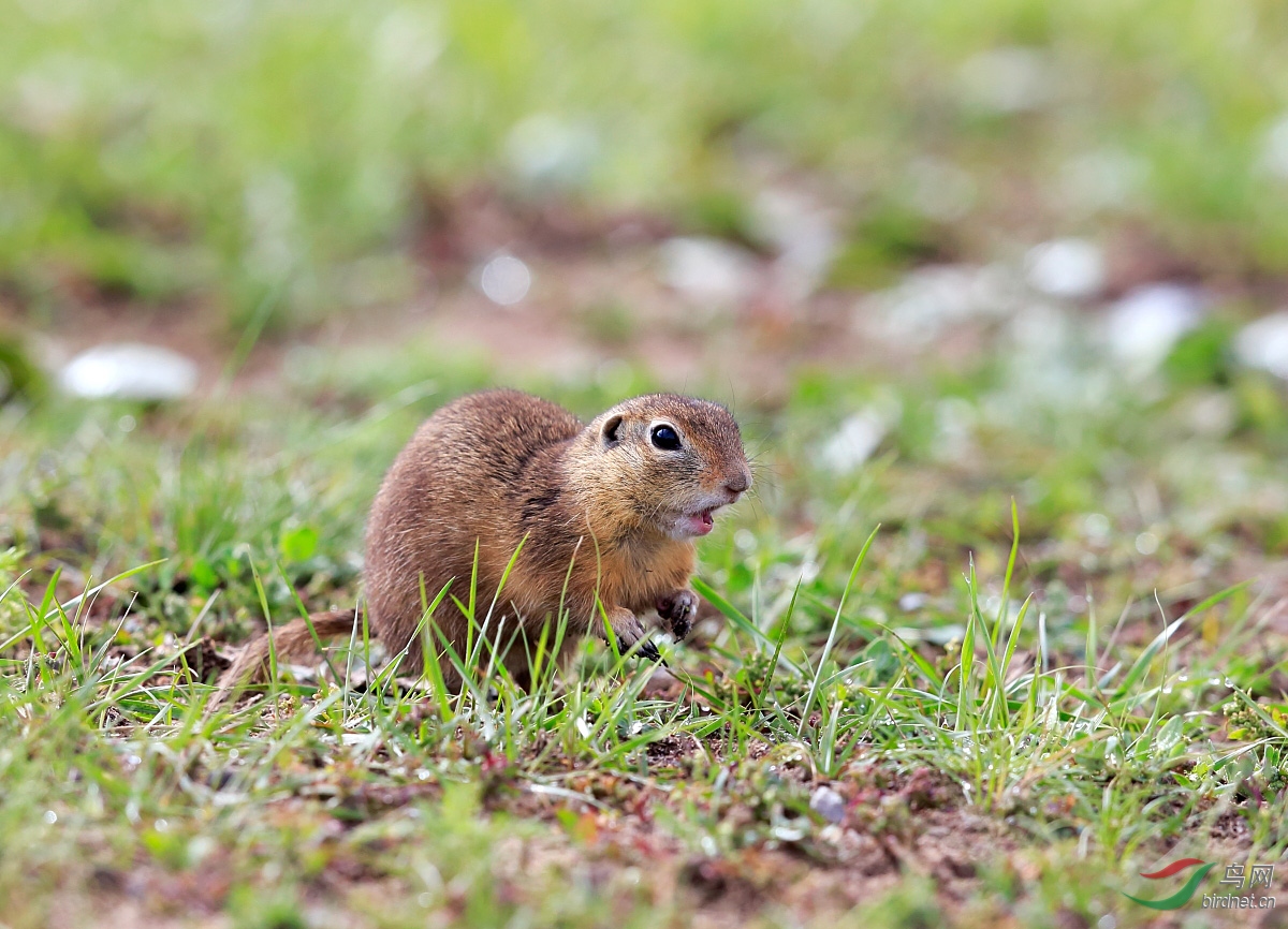 草原鼠