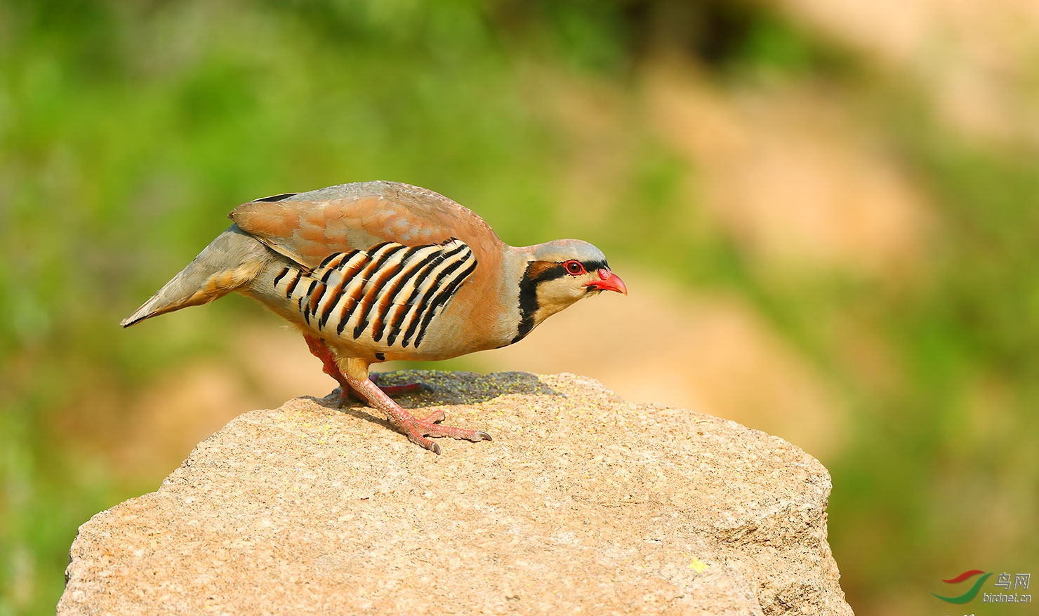石鸡～～～周末快乐!